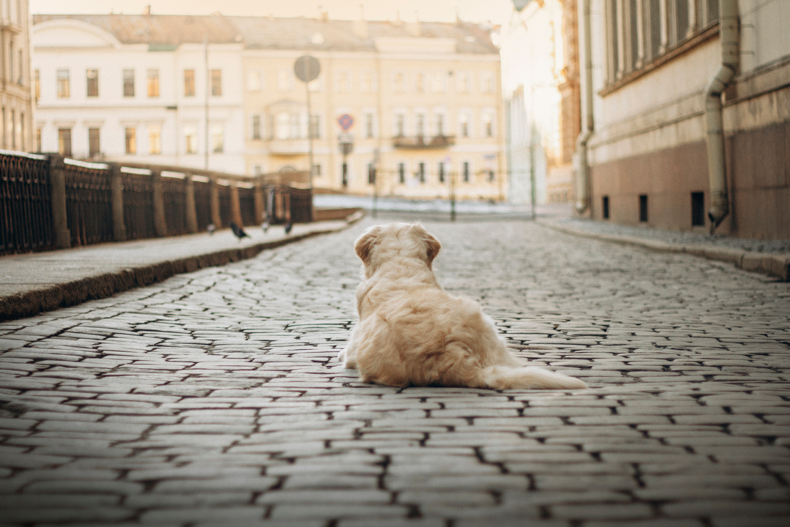 Настя и Марси. Фотограф — Анималист | Санкт-Петербург