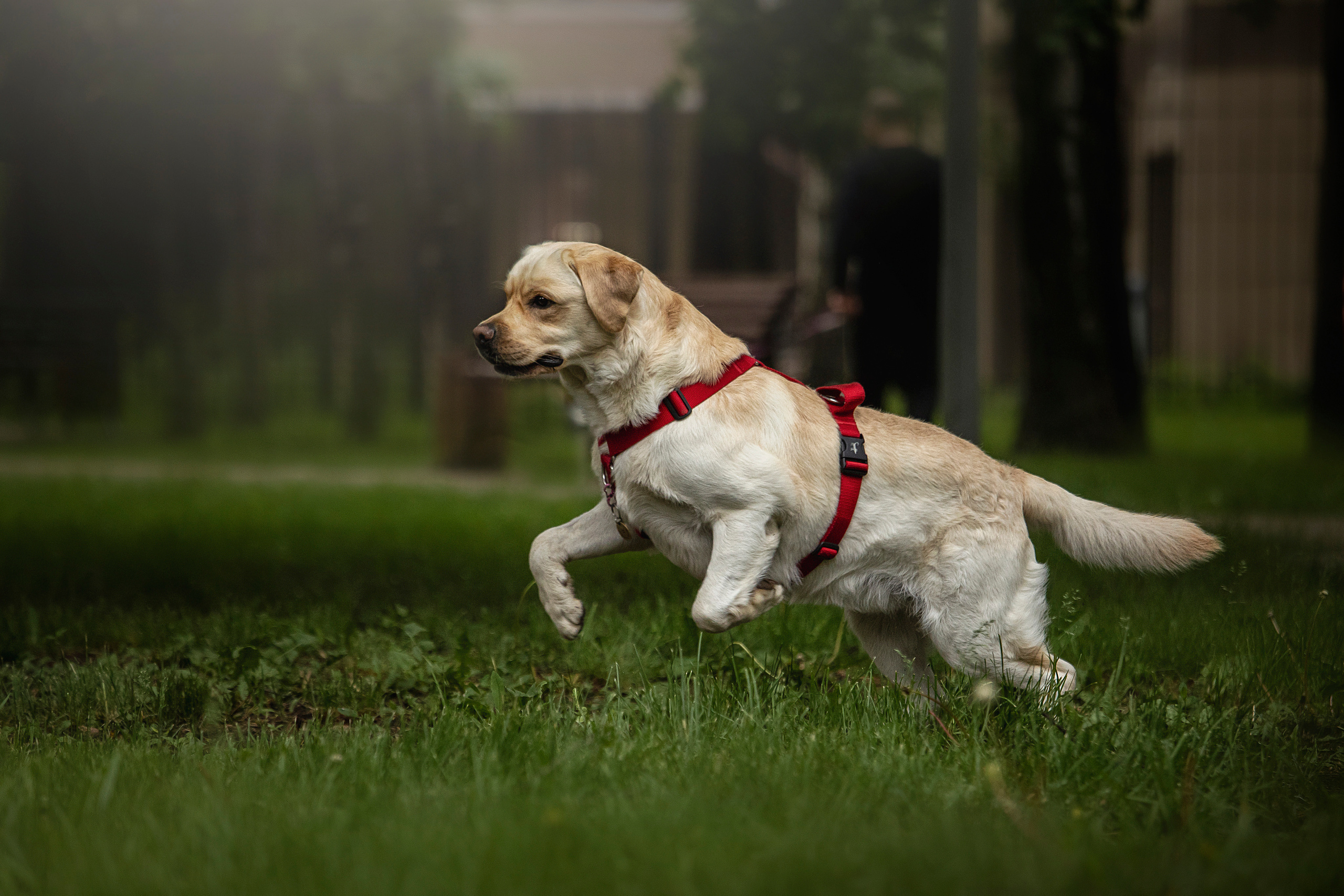 Наталья и Лорд. Фотограф — Анималист | Санкт-Петербург