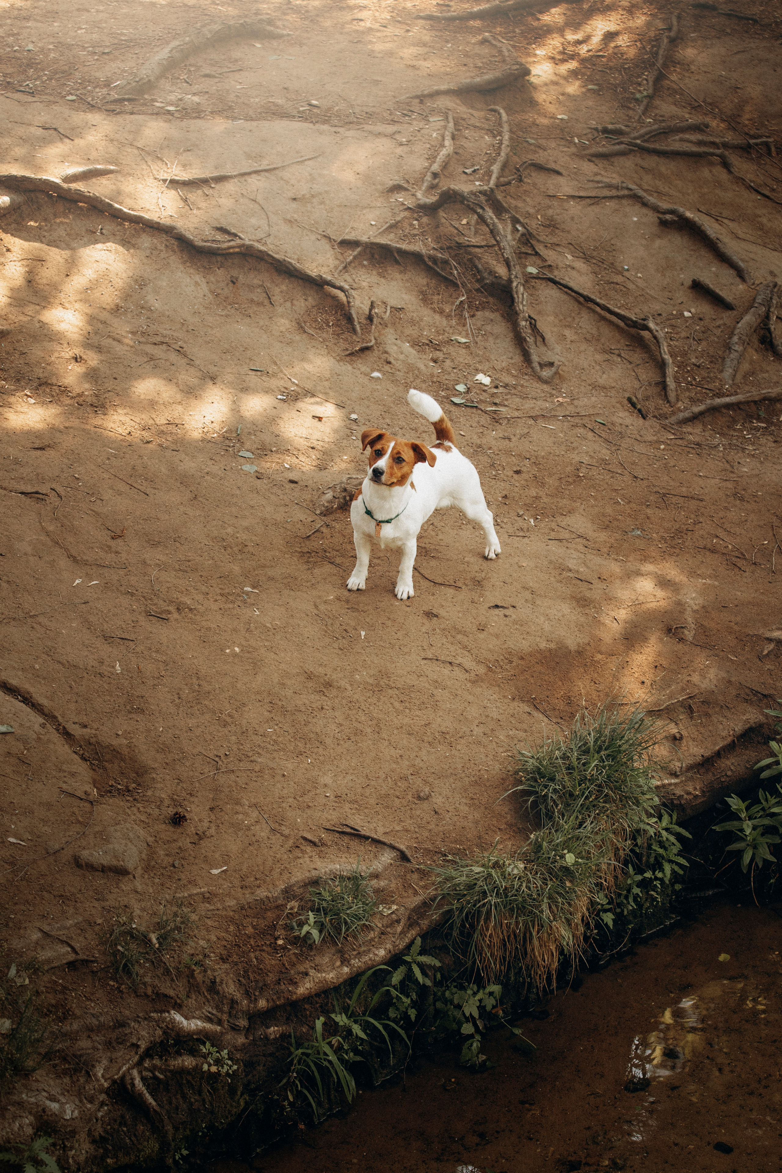 Наташа и Мерси. Фотограф — Анималист | Санкт-Петербург