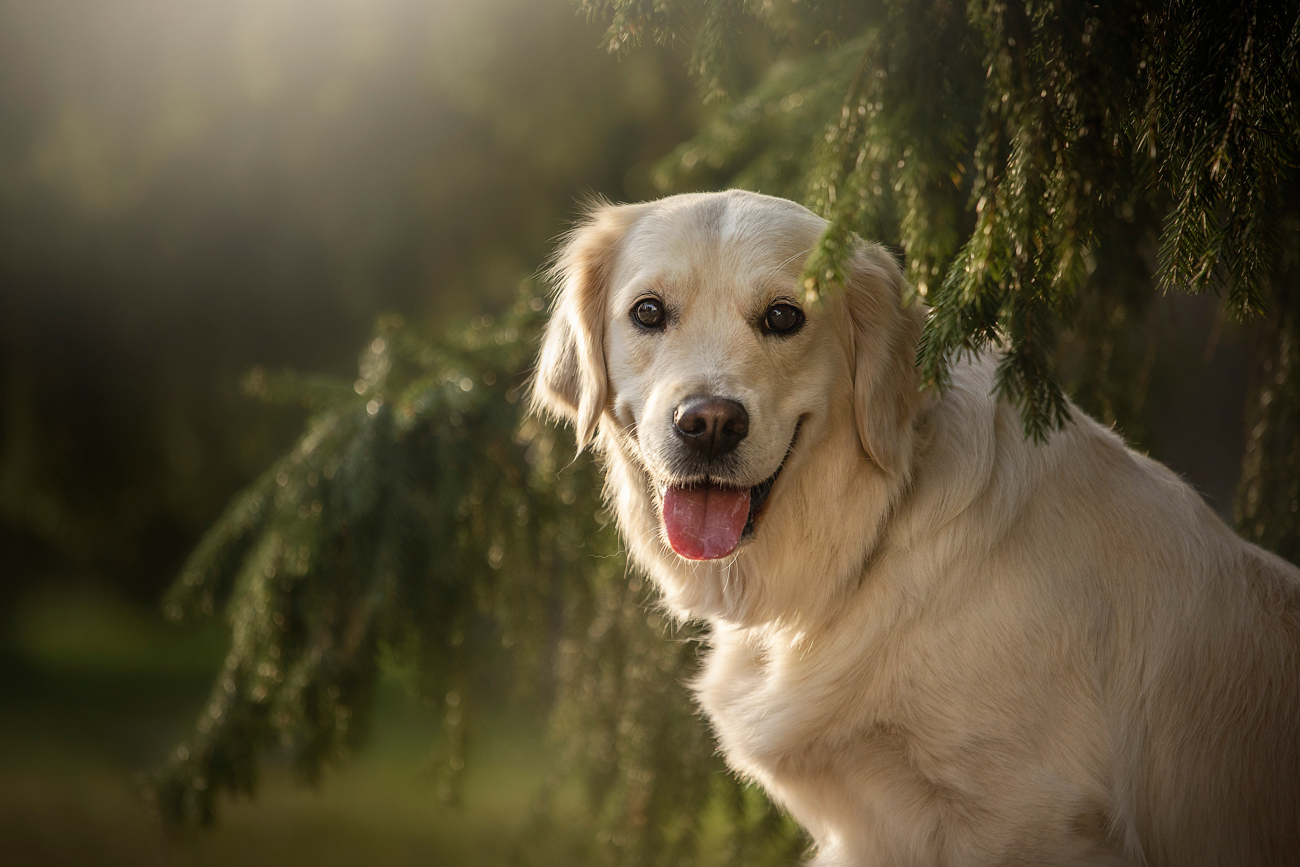 Молли и ее семья. Фотограф — Анималист | Санкт-Петербург