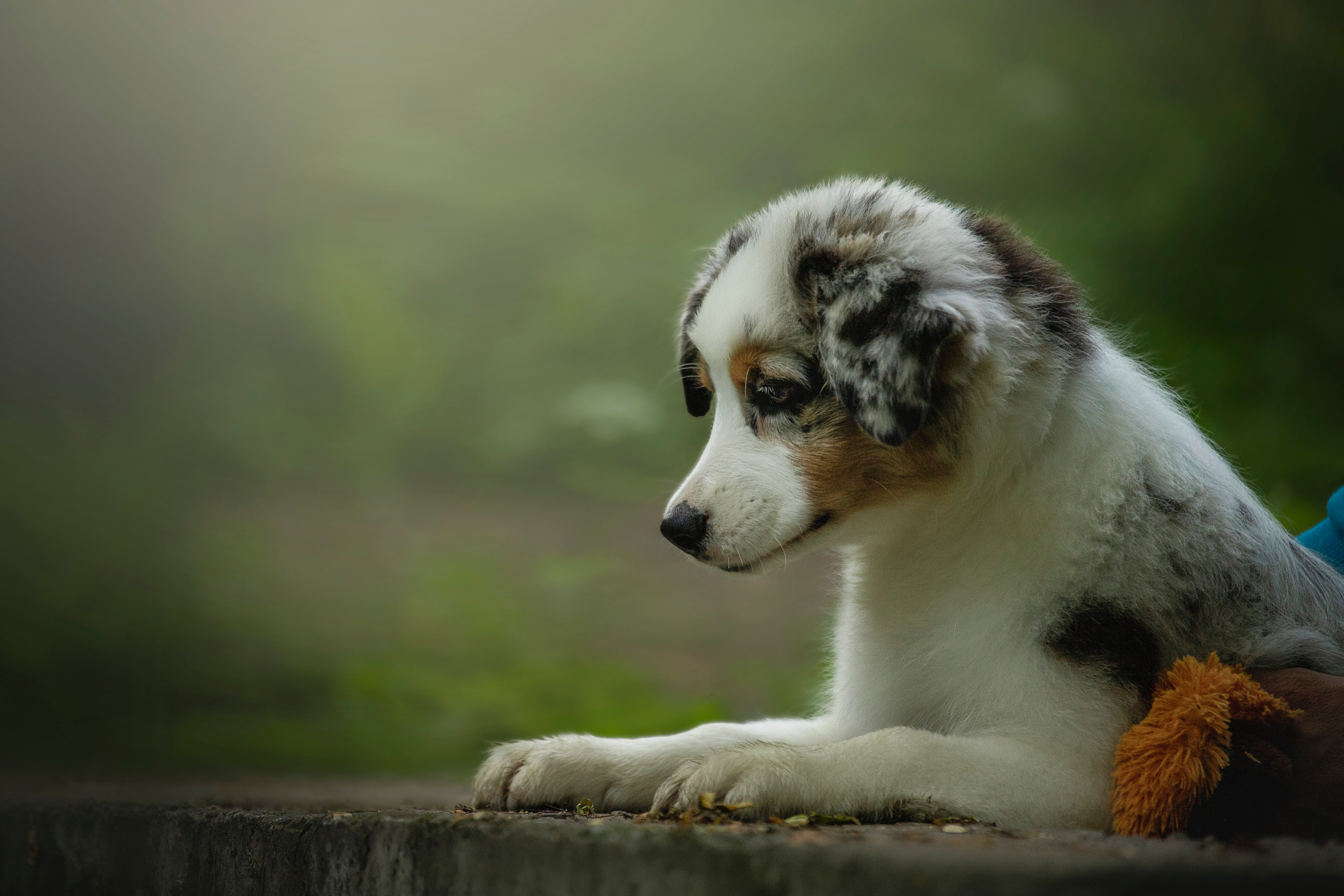 Ирина и Кайса. Фотограф — Анималист | Санкт-Петербург