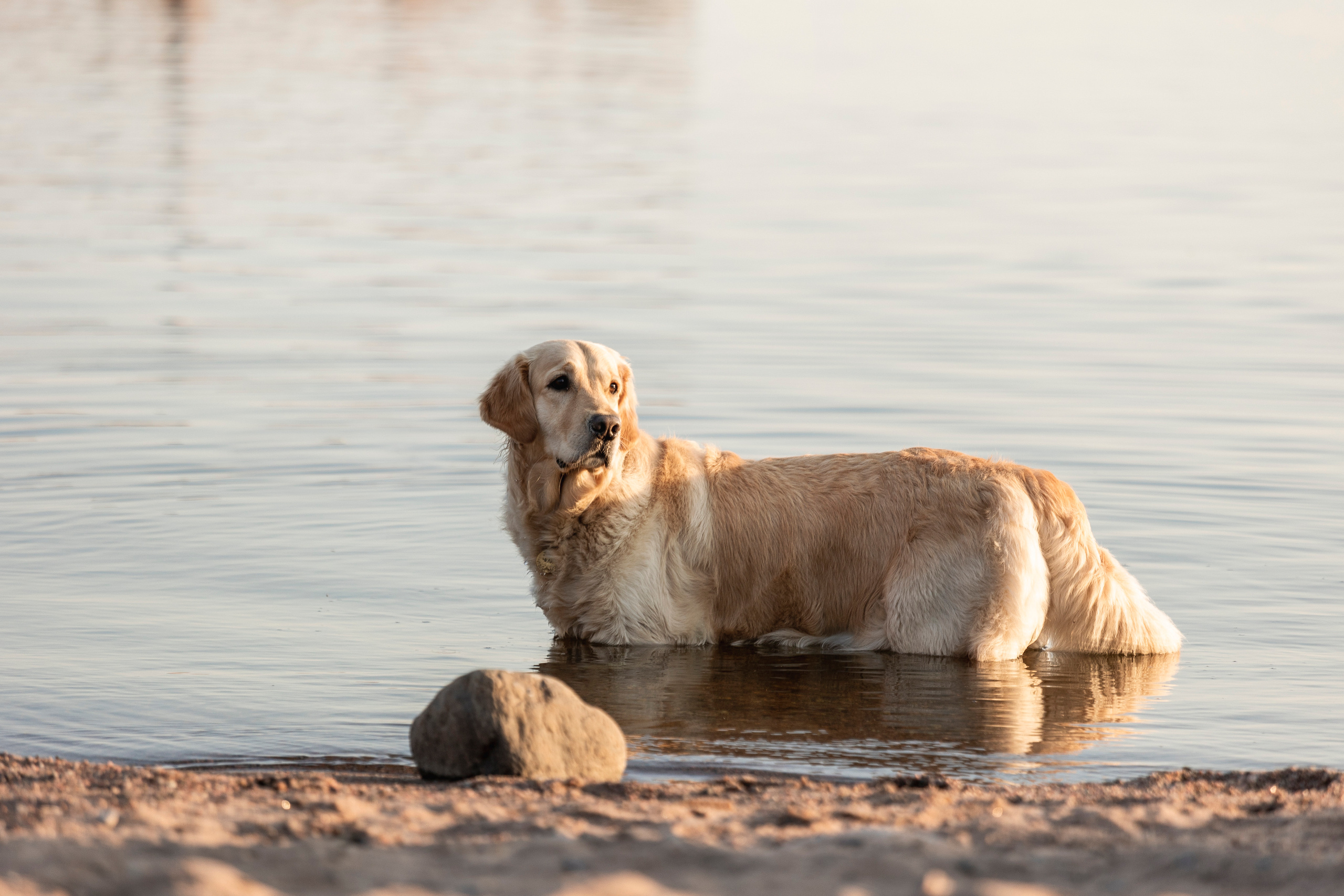 Марина и Чили. Фотограф — Анималист | Санкт-Петербург