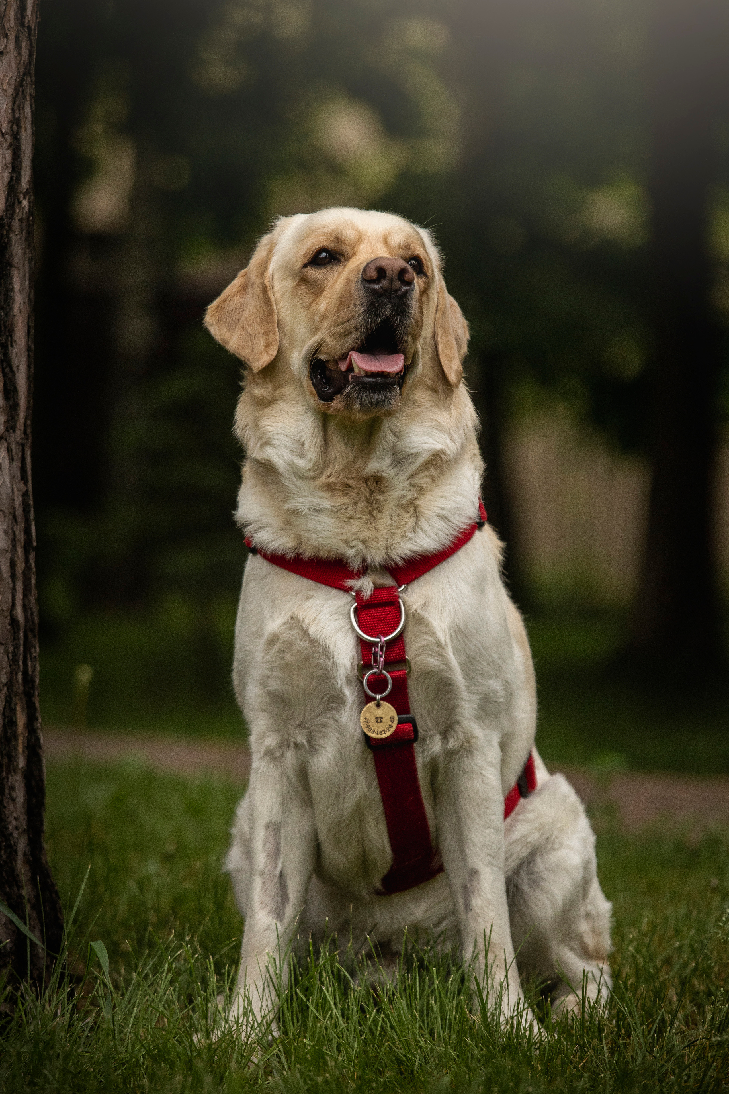 Наталья и Лорд. Фотограф — Анималист | Санкт-Петербург