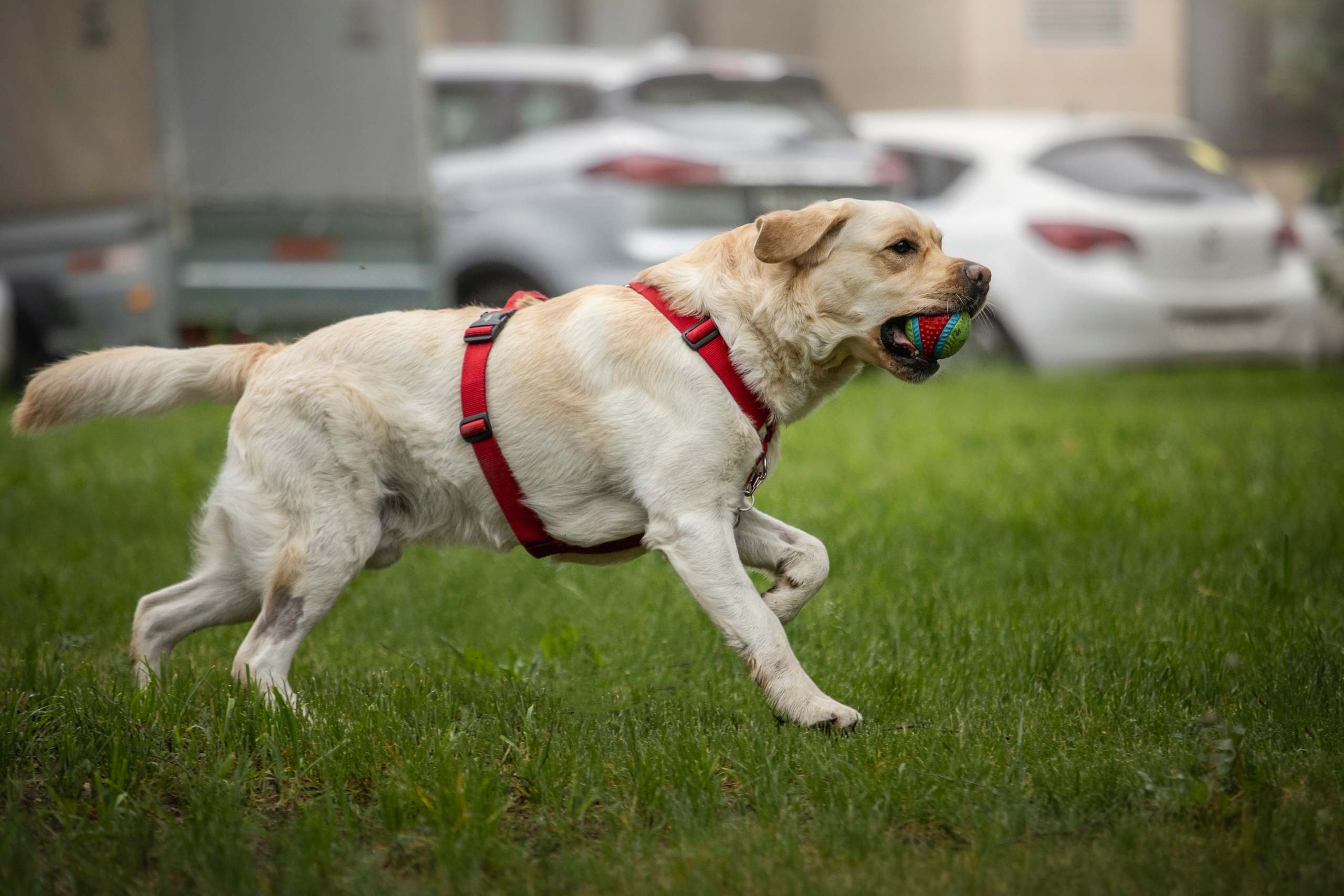 Наталья и Лорд. Фотограф — Анималист | Санкт-Петербург