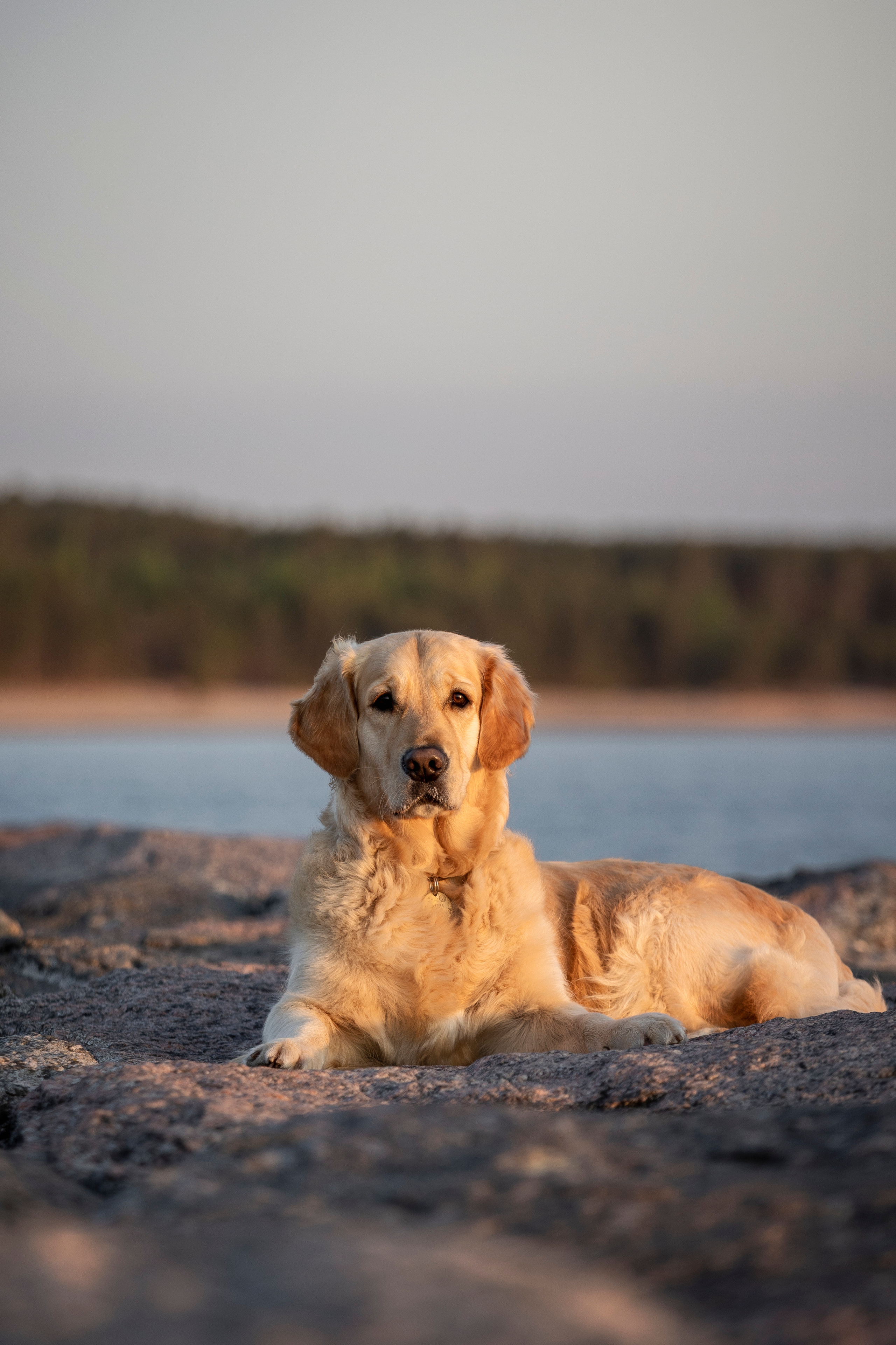 Марина и Чили. Фотограф — Анималист | Санкт-Петербург