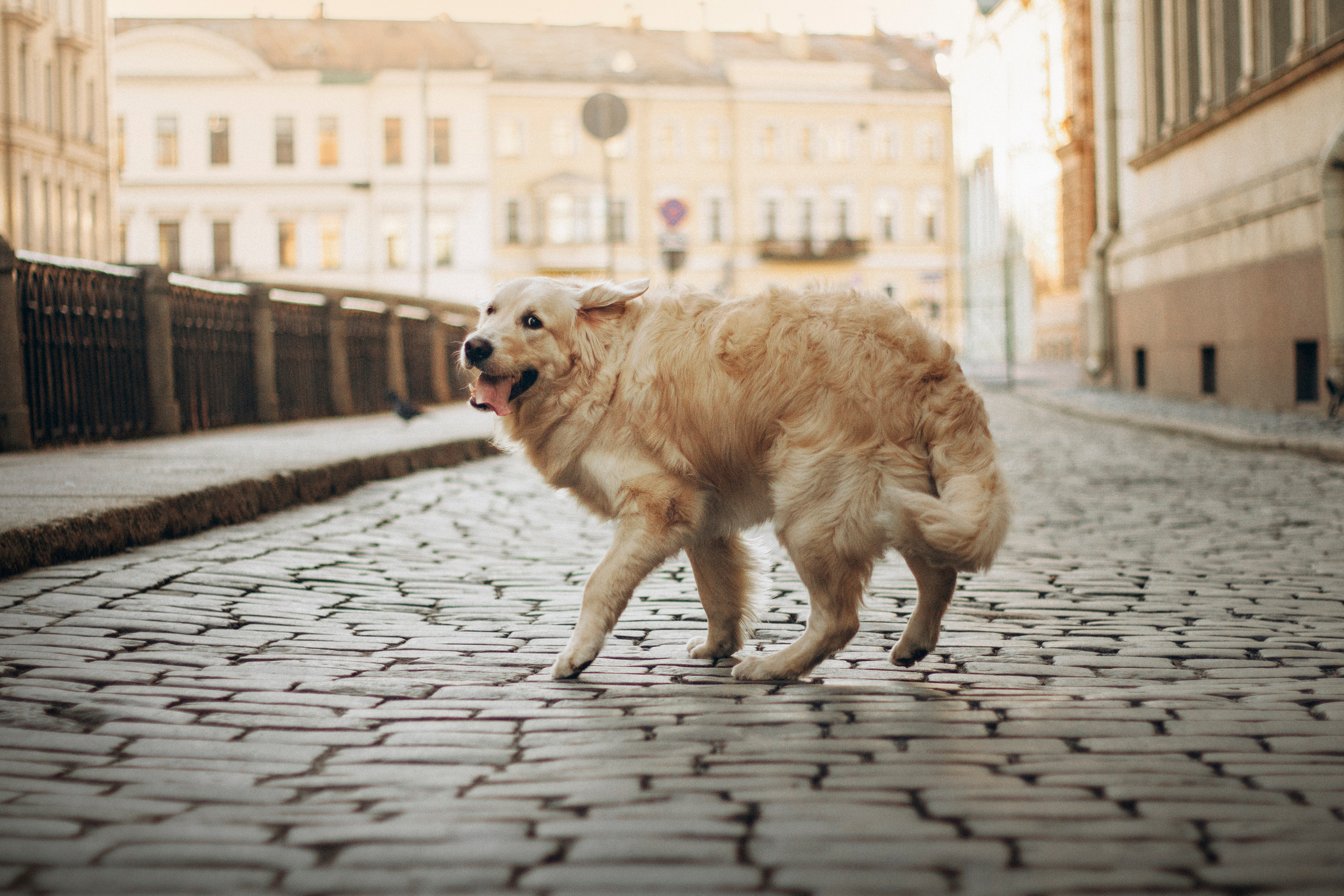 Настя и Марси. Фотограф — Анималист | Санкт-Петербург