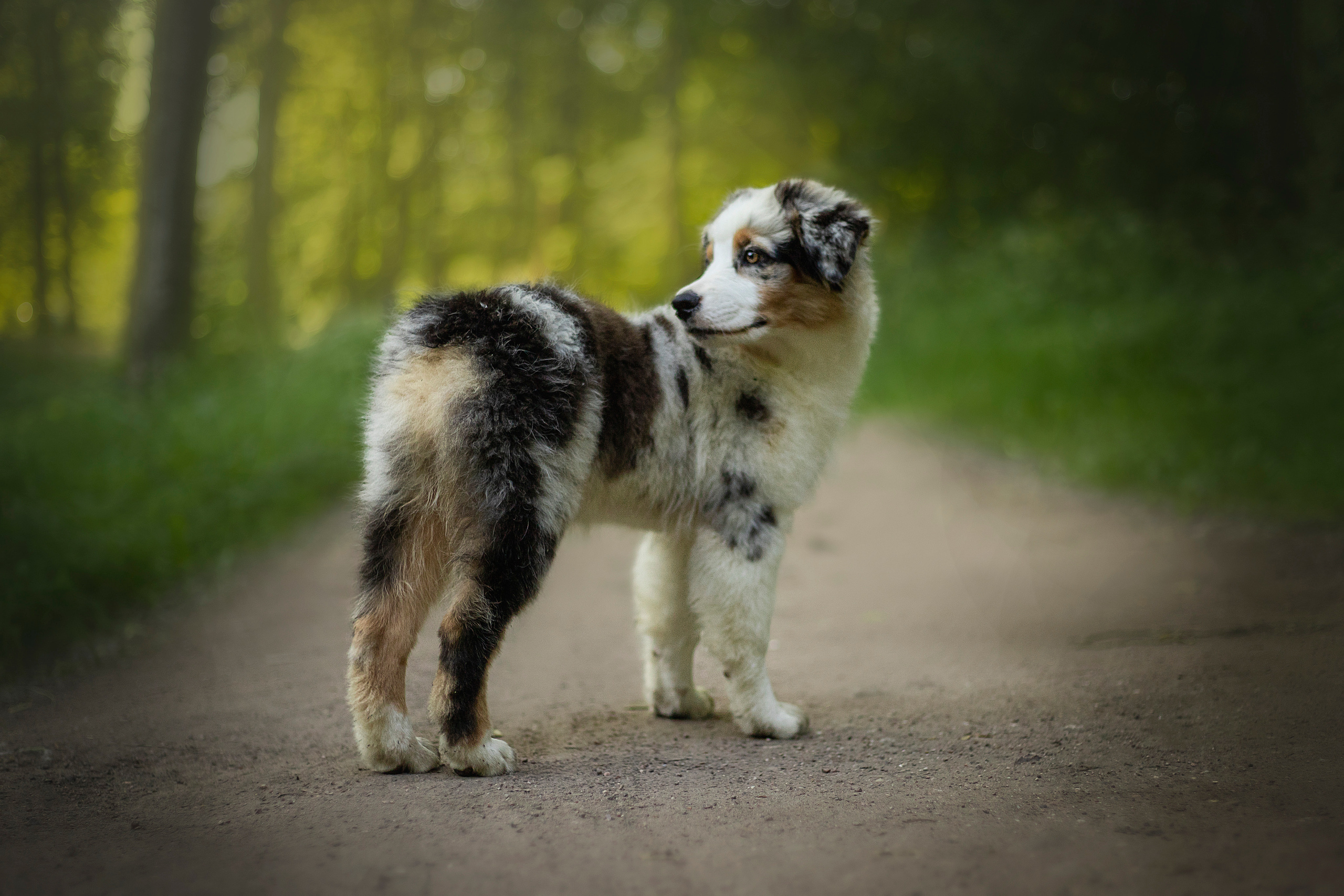 Ирина и Кайса. Фотограф — Анималист | Санкт-Петербург