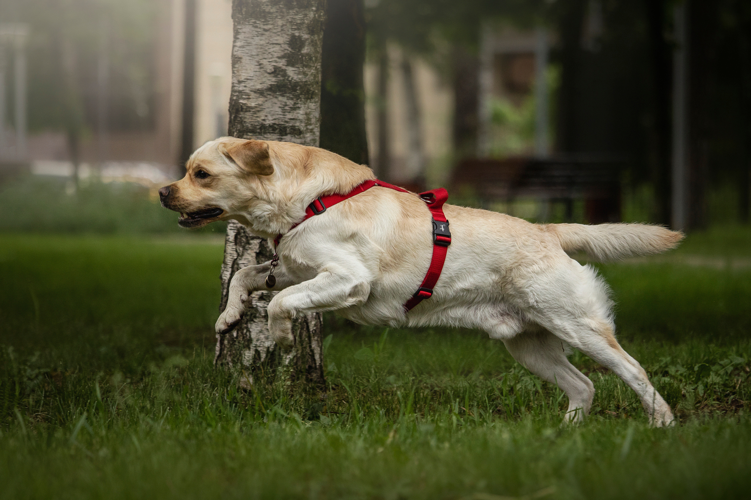 Наталья и Лорд. Фотограф — Анималист | Санкт-Петербург