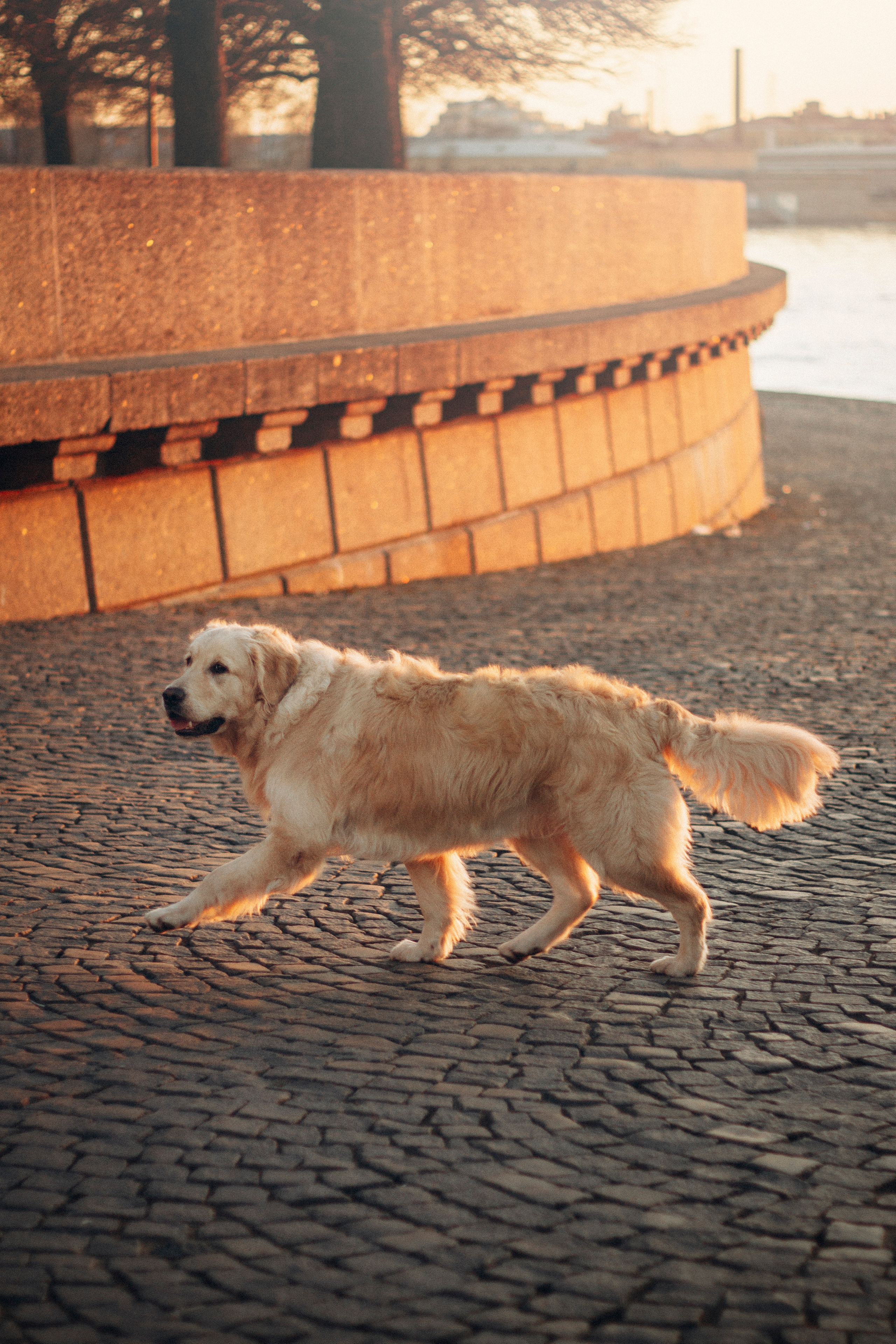 Настя и Марси. Фотограф — Анималист | Санкт-Петербург