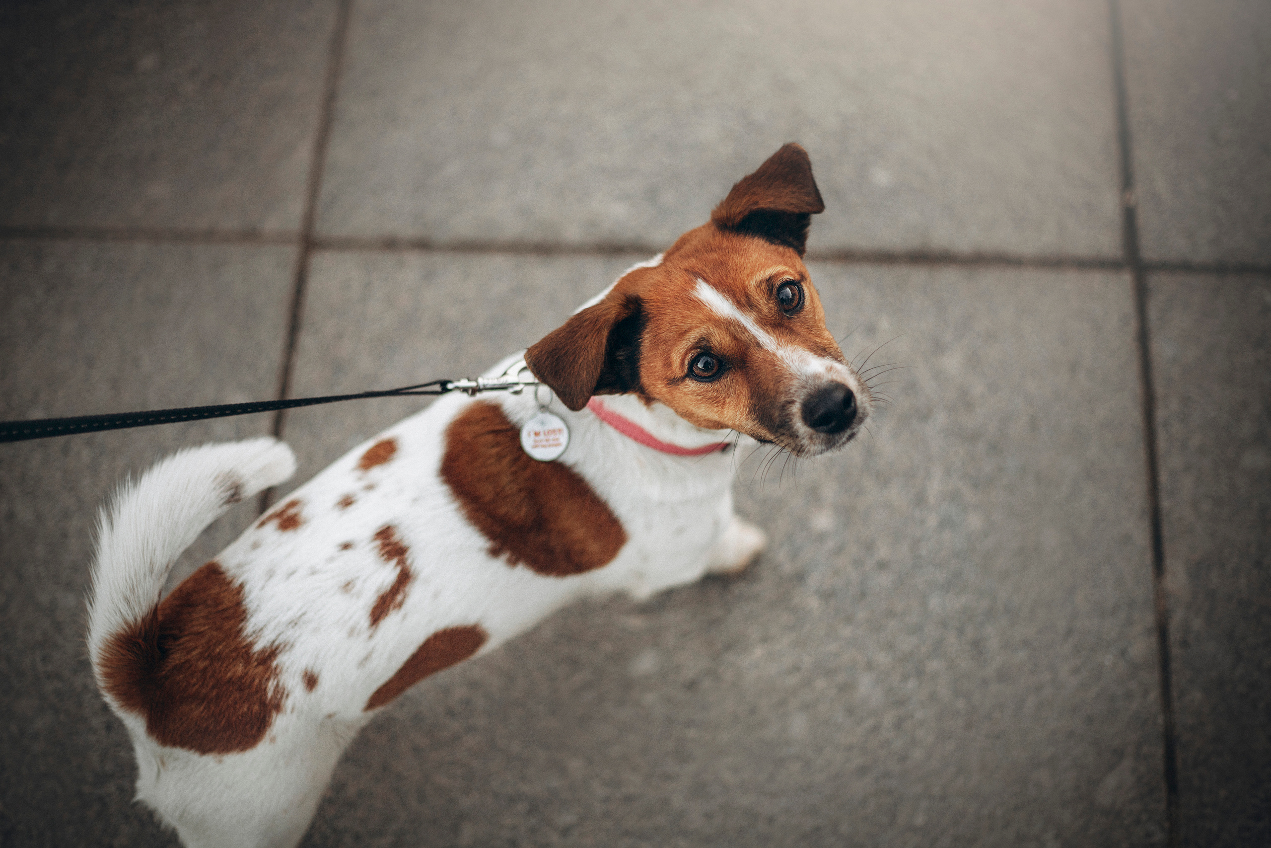 Лиза и Грета. Фотограф — Анималист | Санкт-Петербург