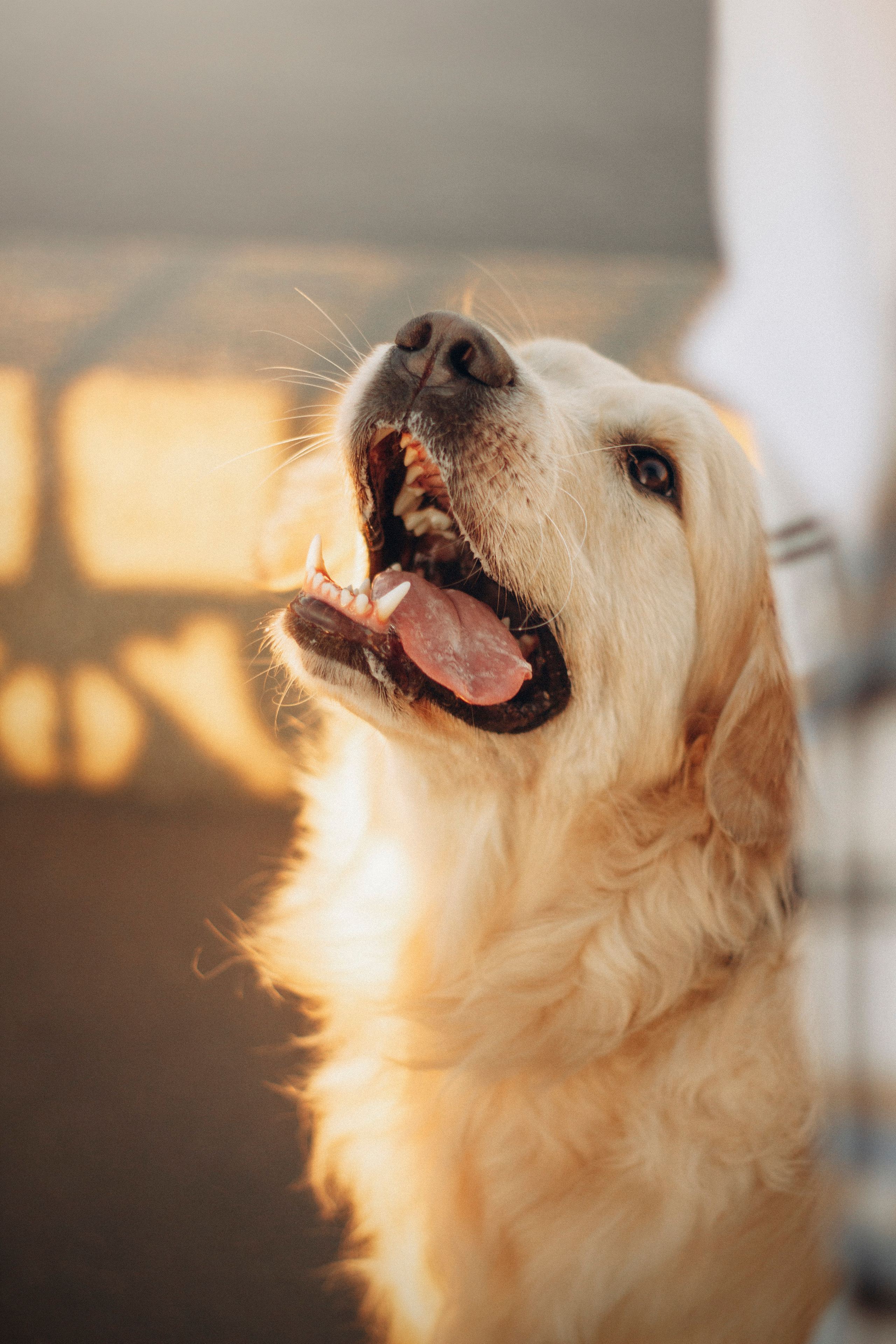 Настя и Марси. Фотограф — Анималист | Санкт-Петербург