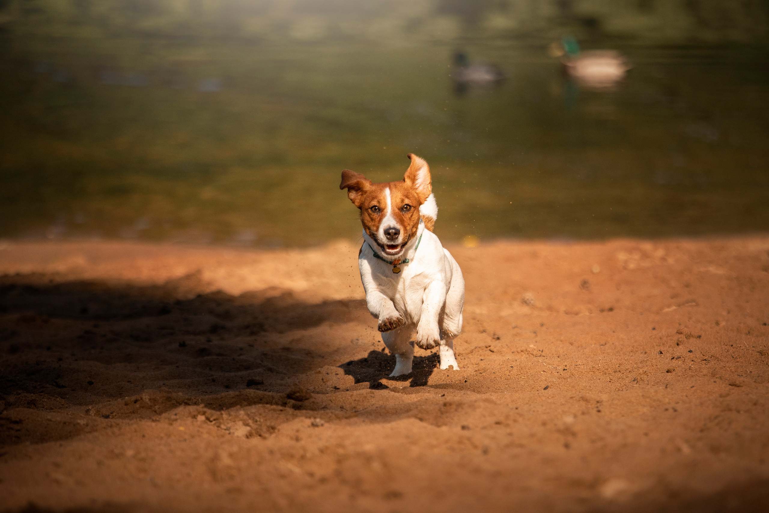 Наташа и Мерси. Фотограф — Анималист | Санкт-Петербург