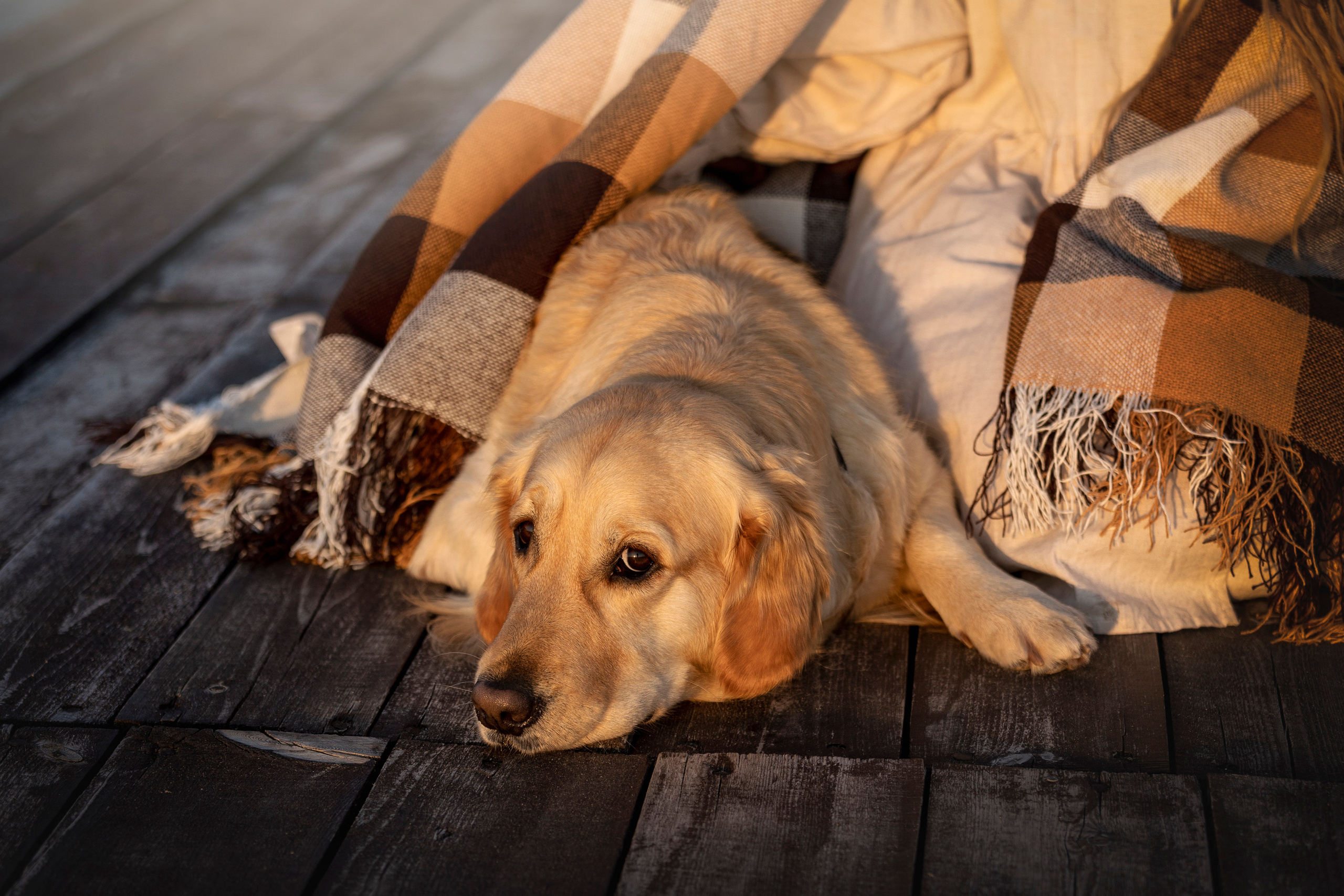Марина и Чили. Фотограф — Анималист | Санкт-Петербург