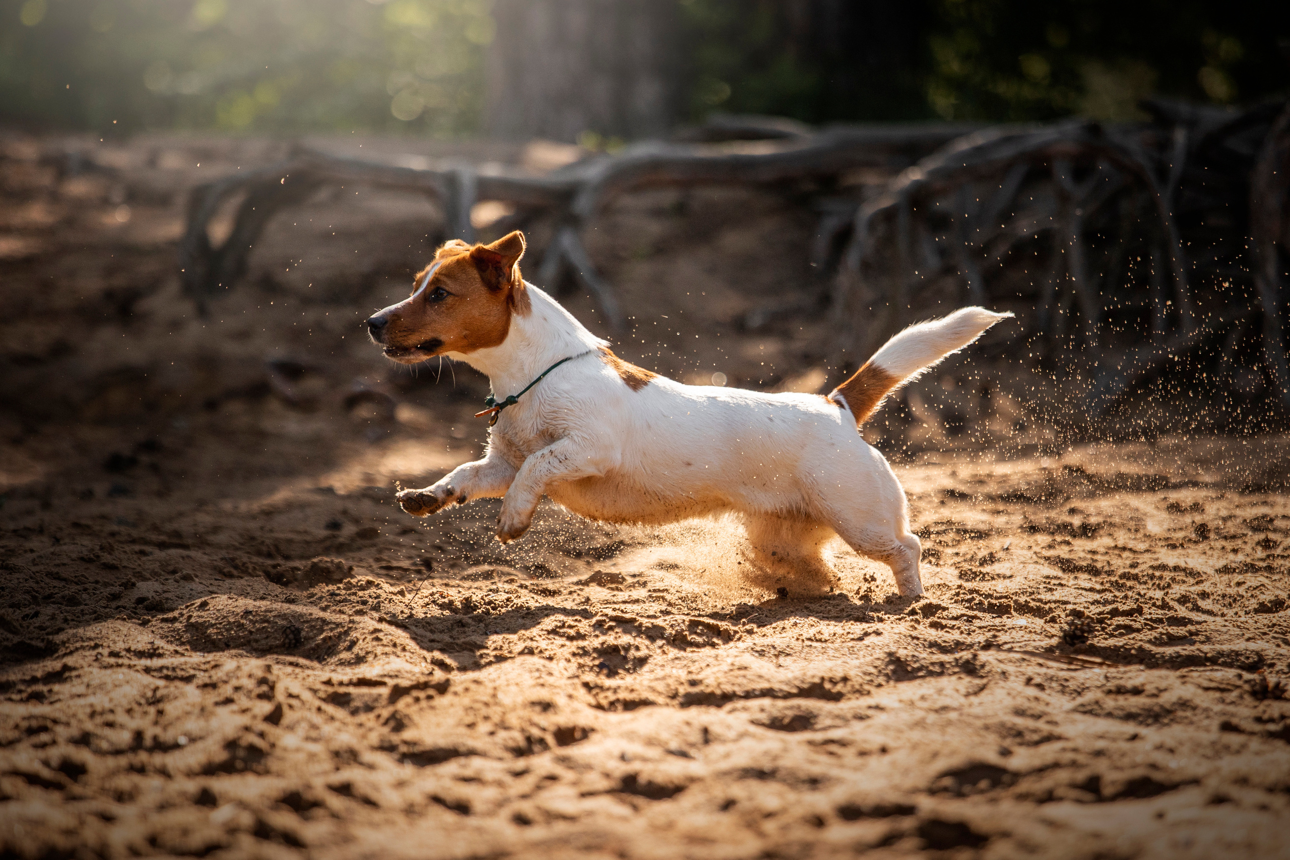 Наташа и Мерси. Фотограф — Анималист | Санкт-Петербург