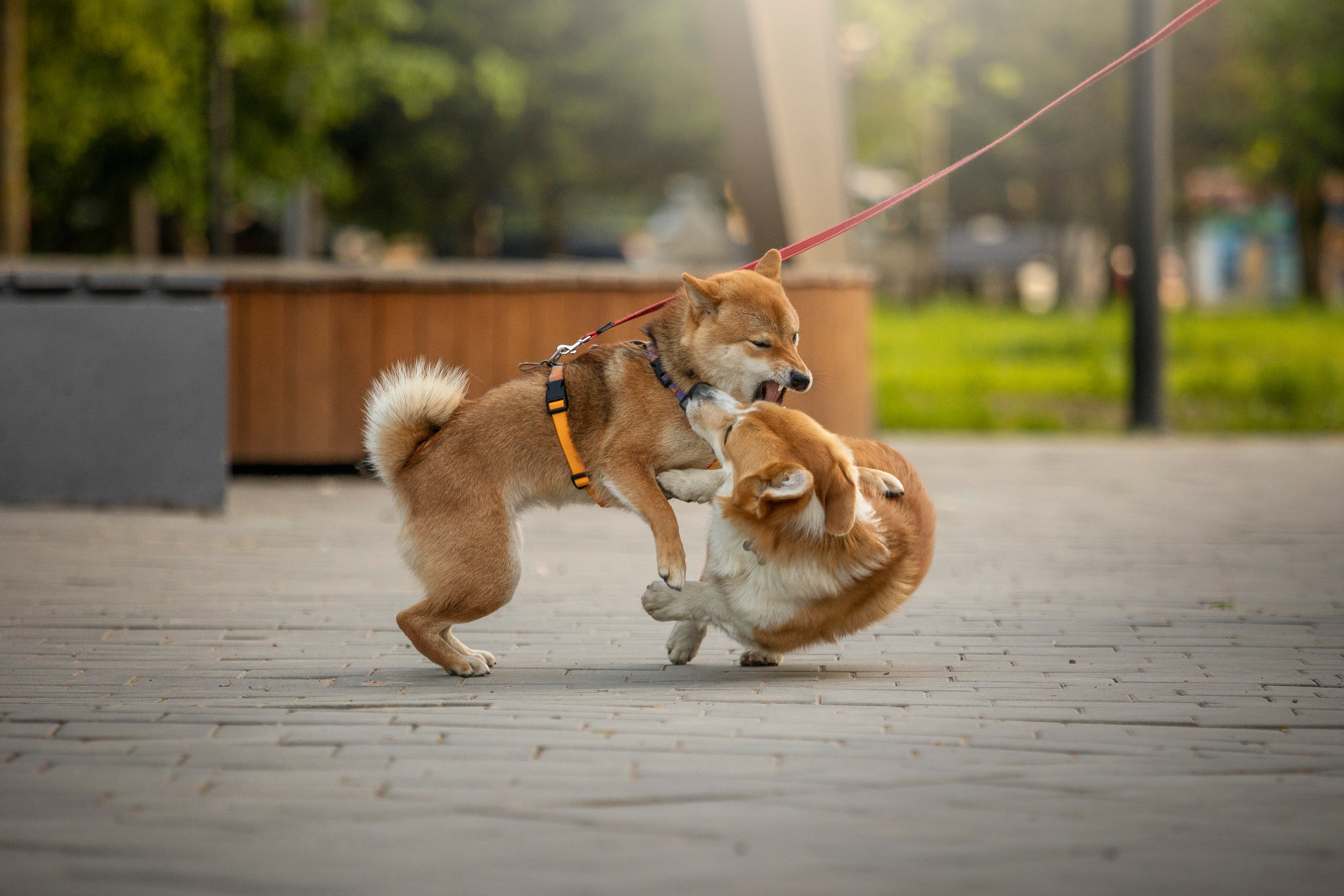 Настя и Стич. Фотограф — Анималист | Санкт-Петербург