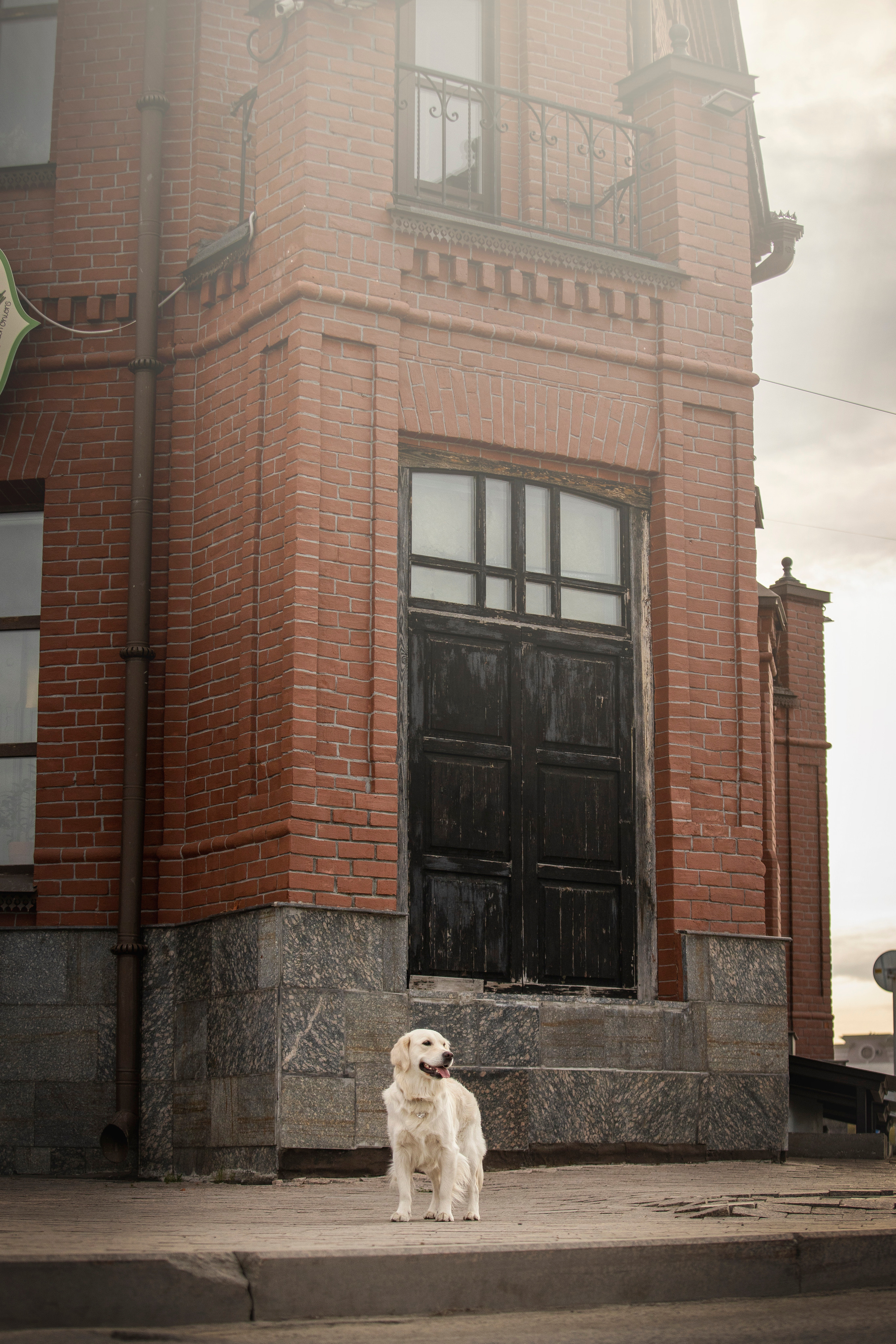 Молли и ее семья. Фотограф — Анималист | Санкт-Петербург