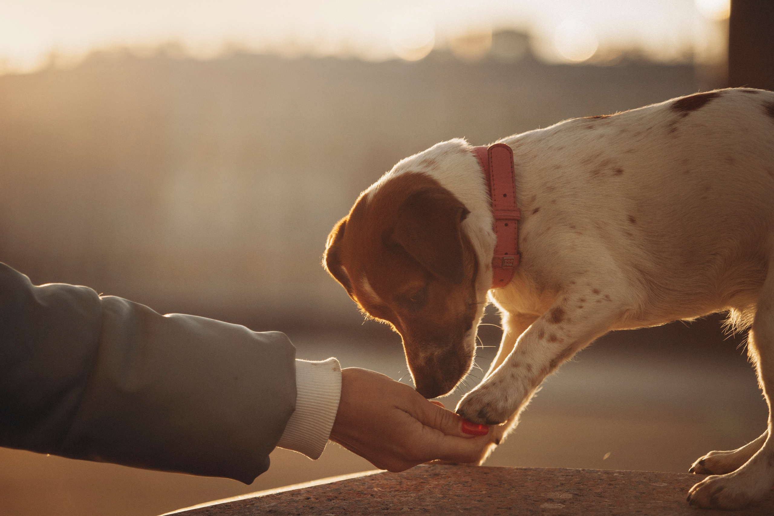 Лиза и Грета. Фотограф — Анималист | Санкт-Петербург