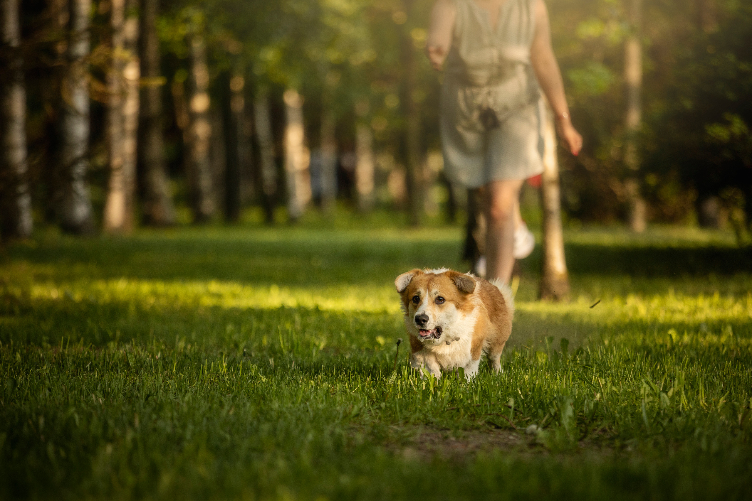 Настя и Стич. Фотограф — Анималист | Санкт-Петербург