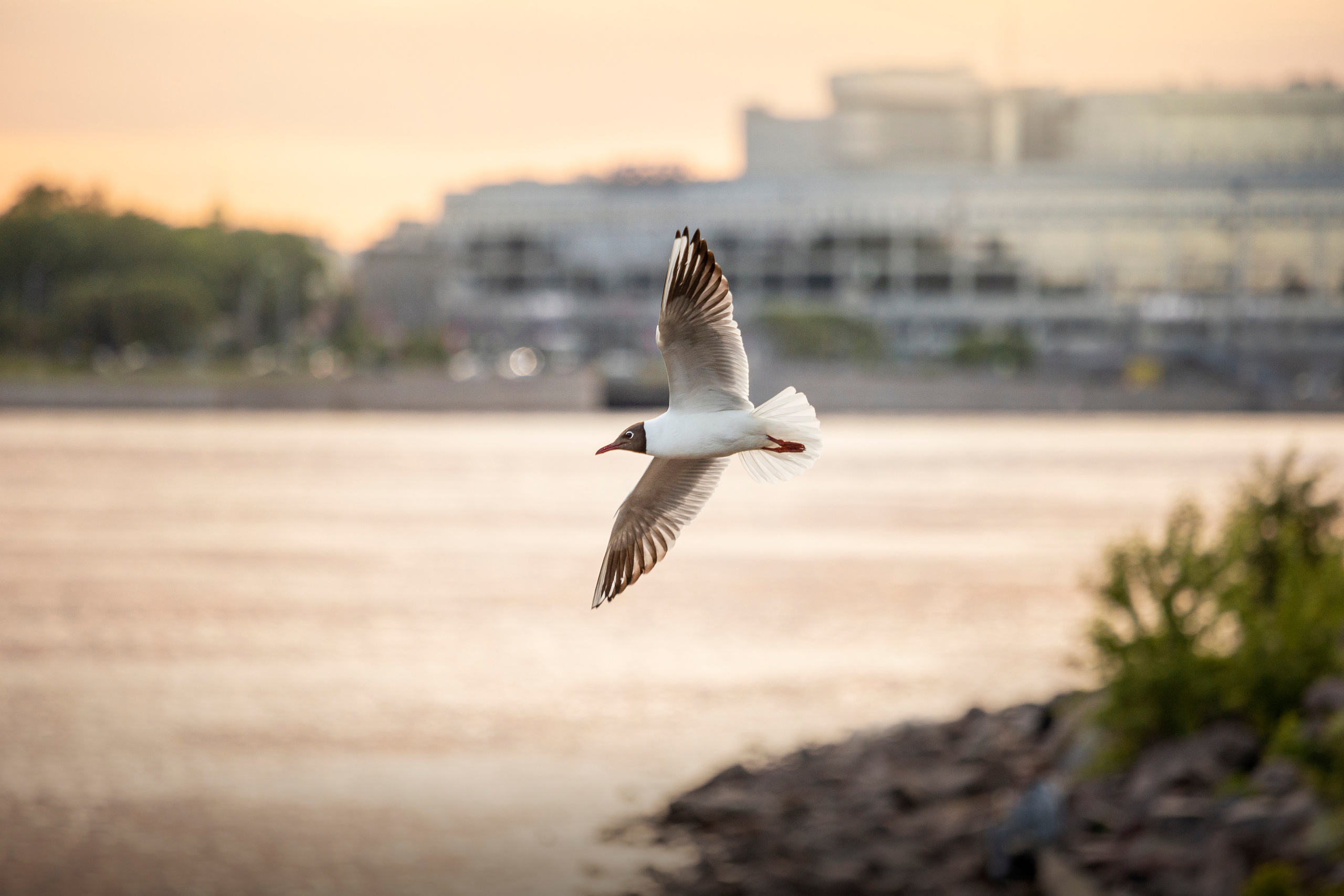 Настя и Стич. Фотограф — Анималист | Санкт-Петербург