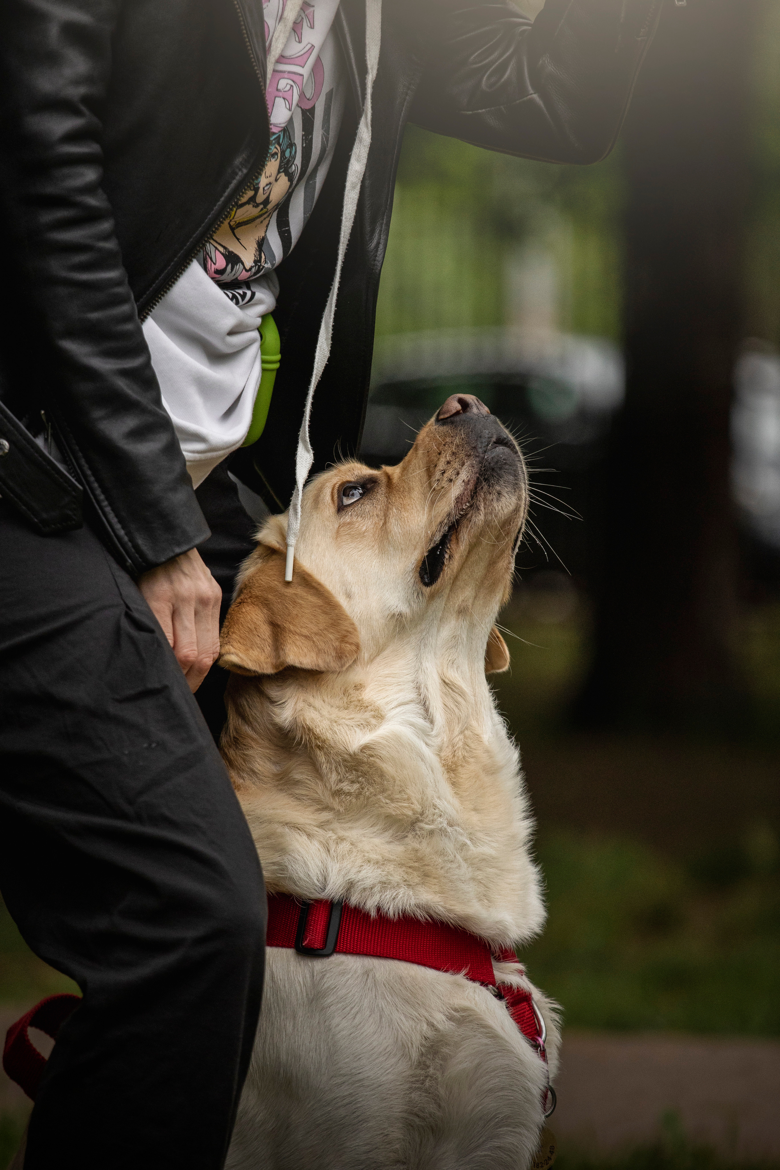 Наталья и Лорд. Фотограф — Анималист | Санкт-Петербург