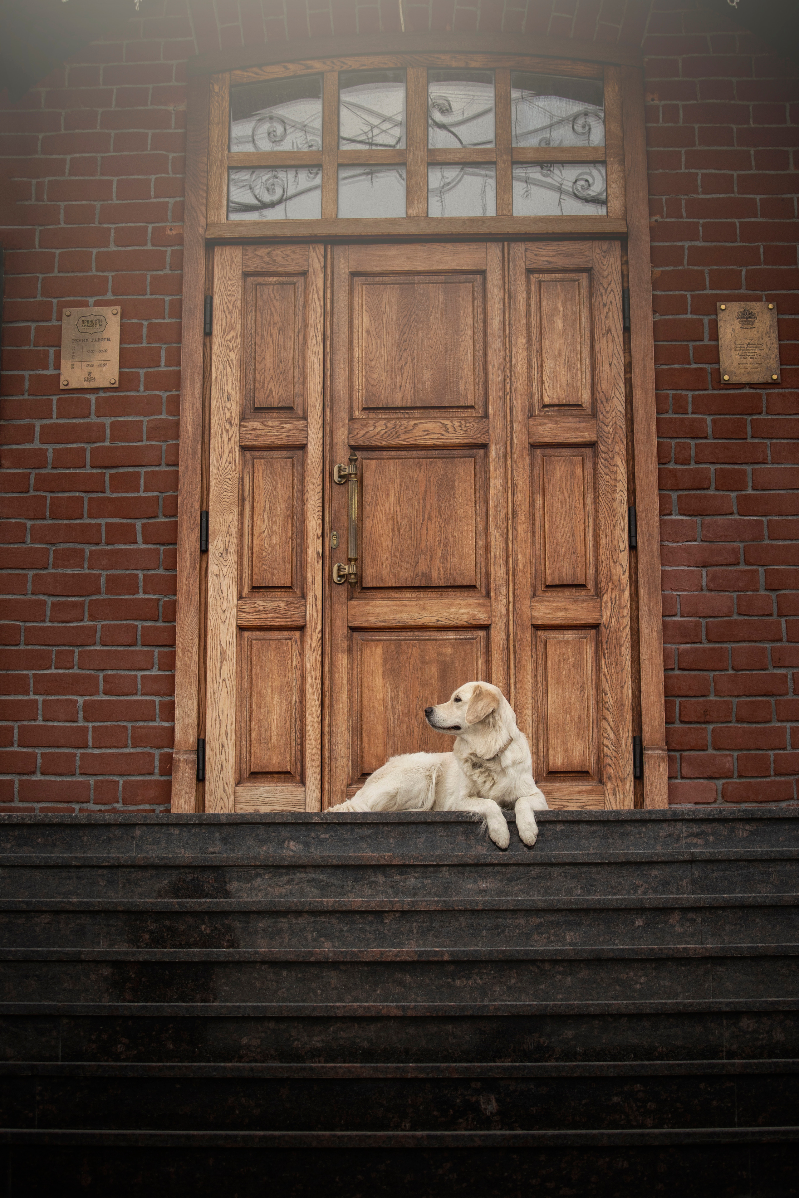 Молли и ее семья. Фотограф — Анималист | Санкт-Петербург
