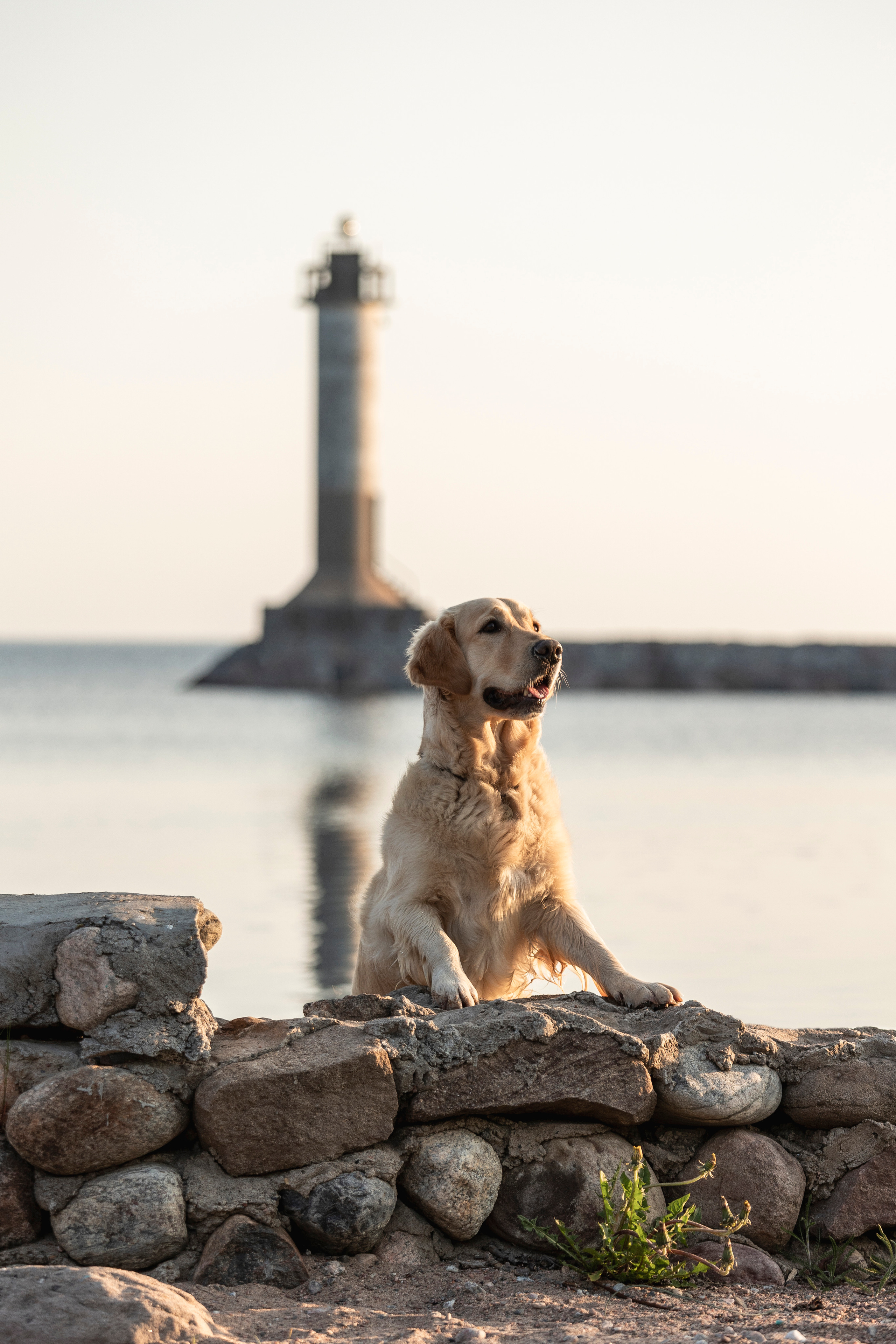 Марина и Чили. Фотограф — Анималист | Санкт-Петербург