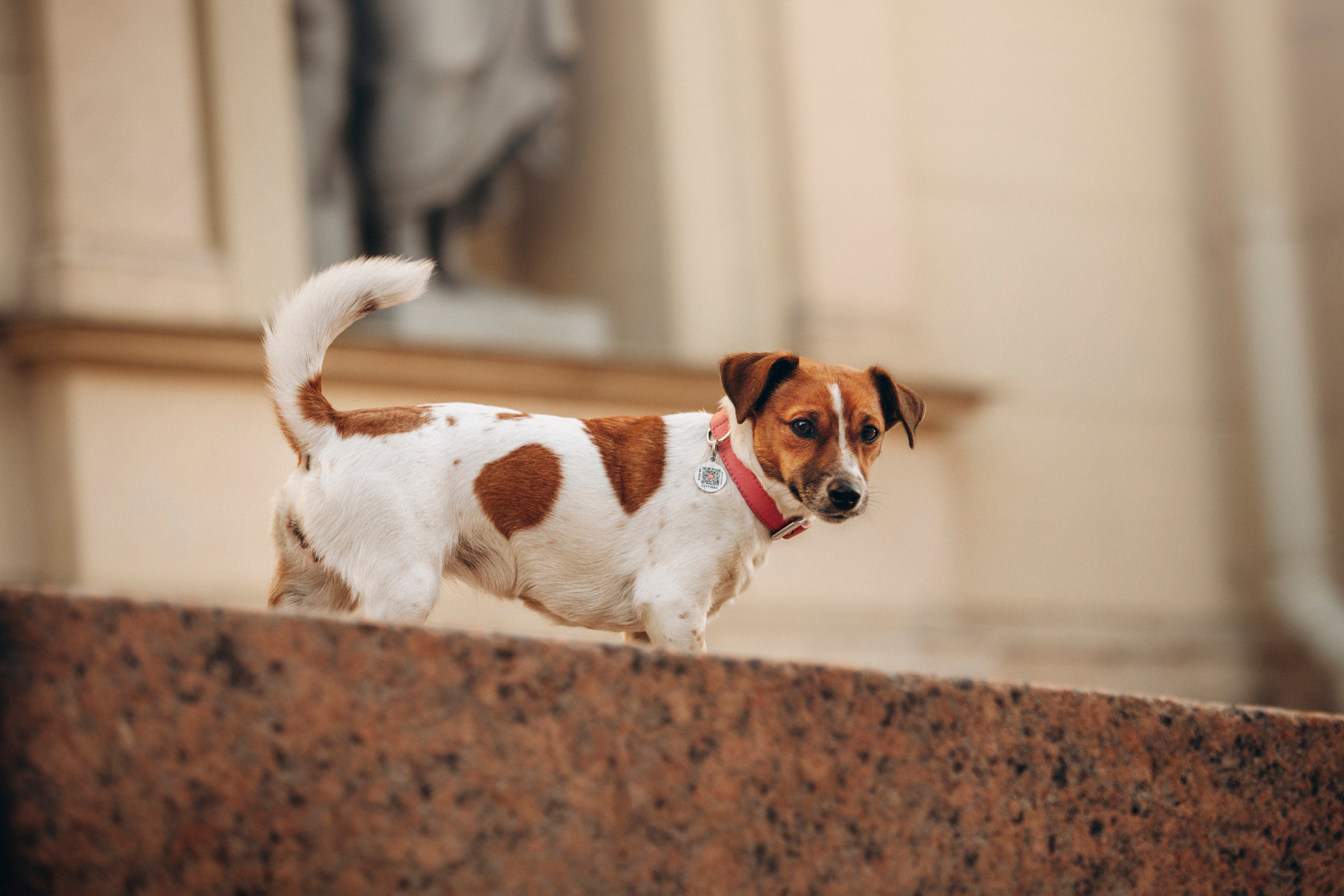 Лиза и Грета. Фотограф — Анималист | Санкт-Петербург