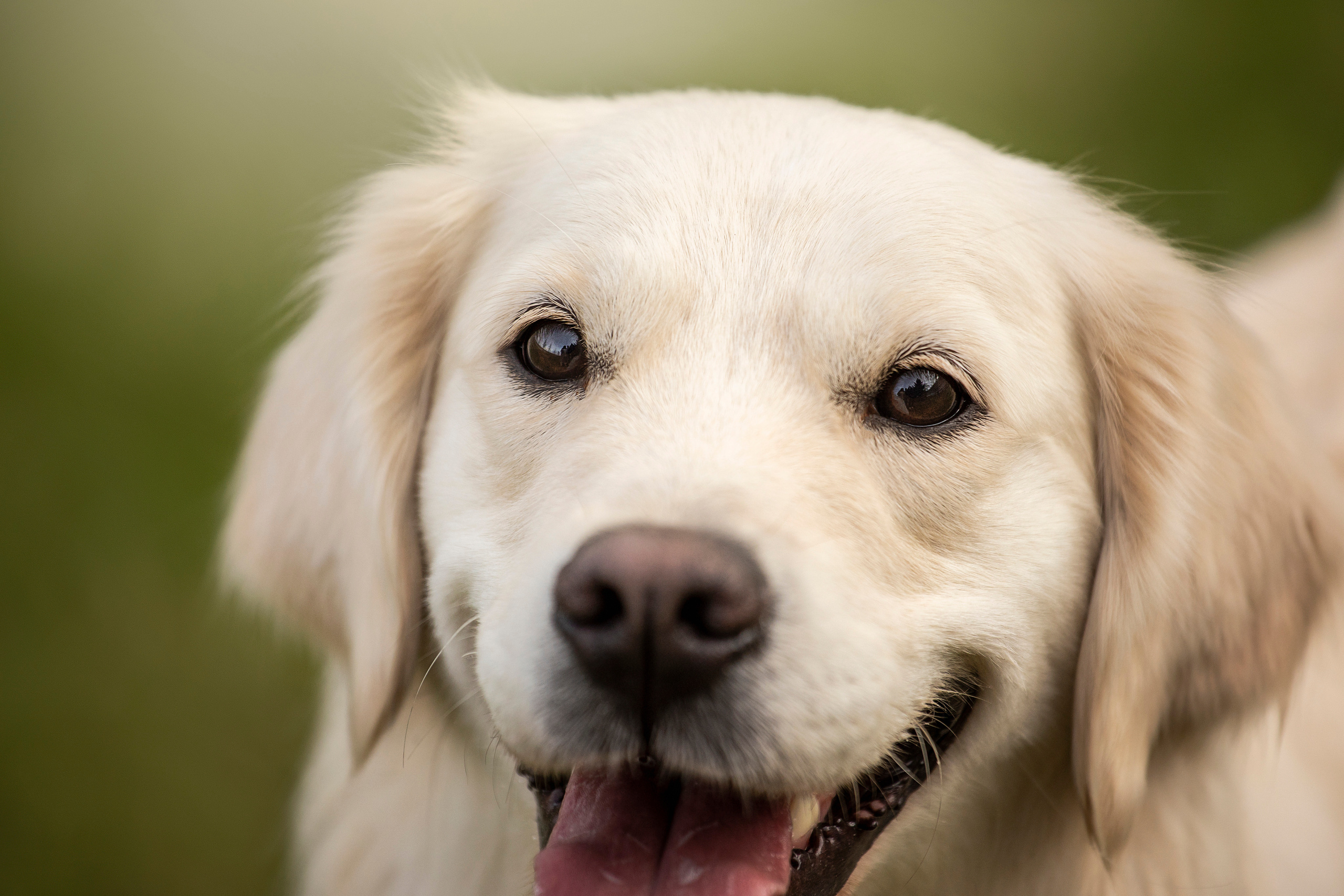Молли и ее семья. Фотограф — Анималист | Санкт-Петербург