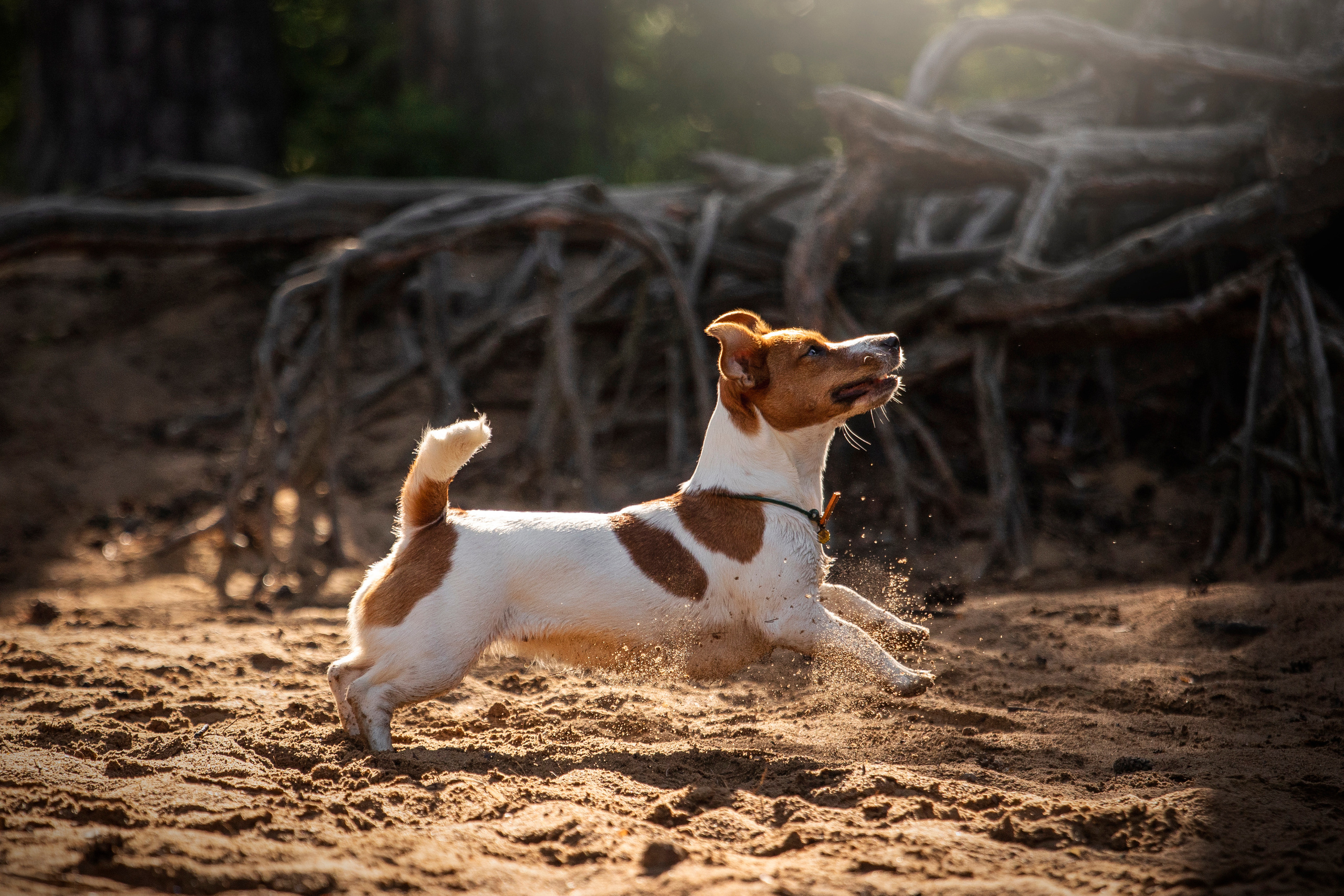 Наташа и Мерси. Фотограф — Анималист | Санкт-Петербург