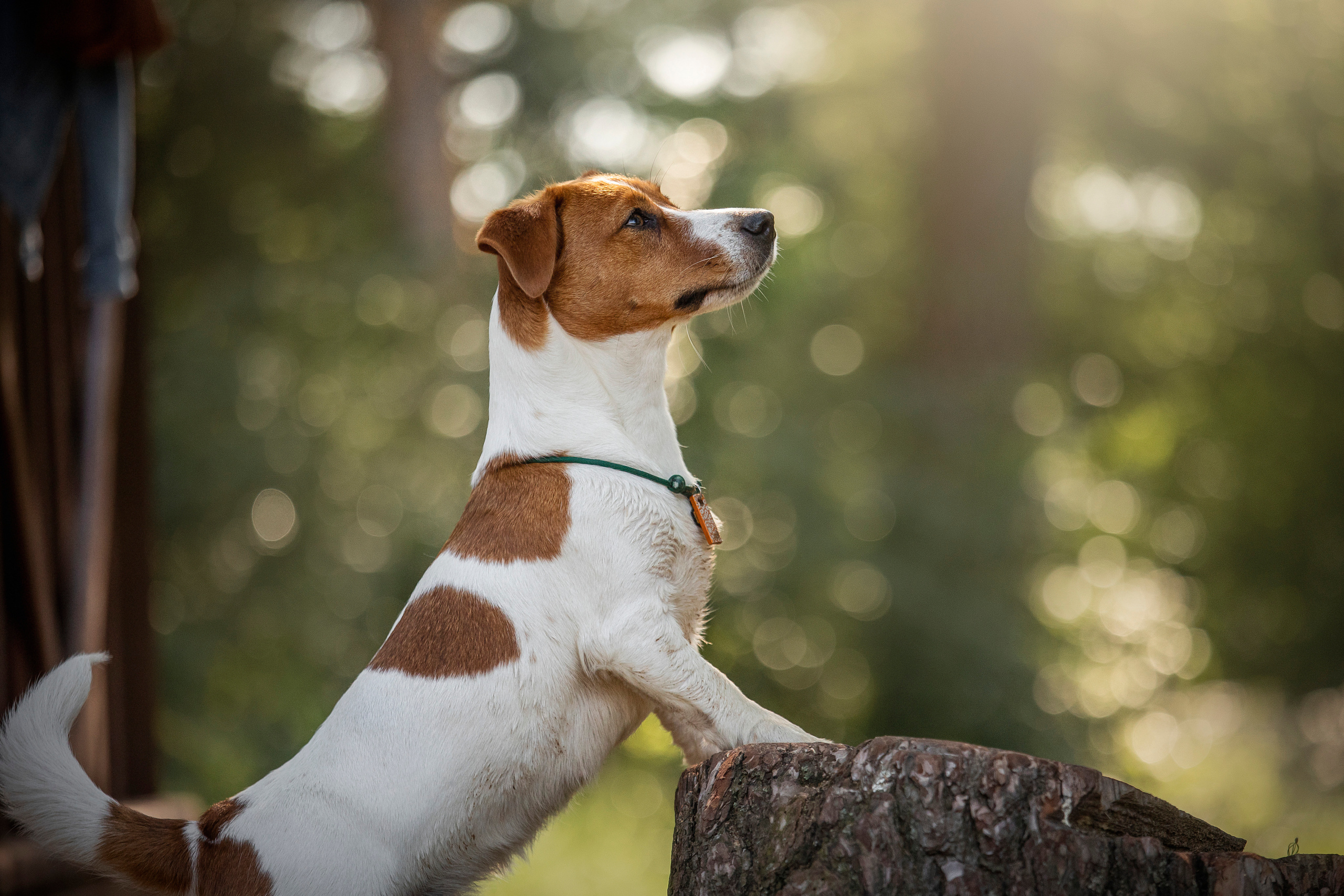 Наташа и Мерси. Фотограф — Анималист | Санкт-Петербург