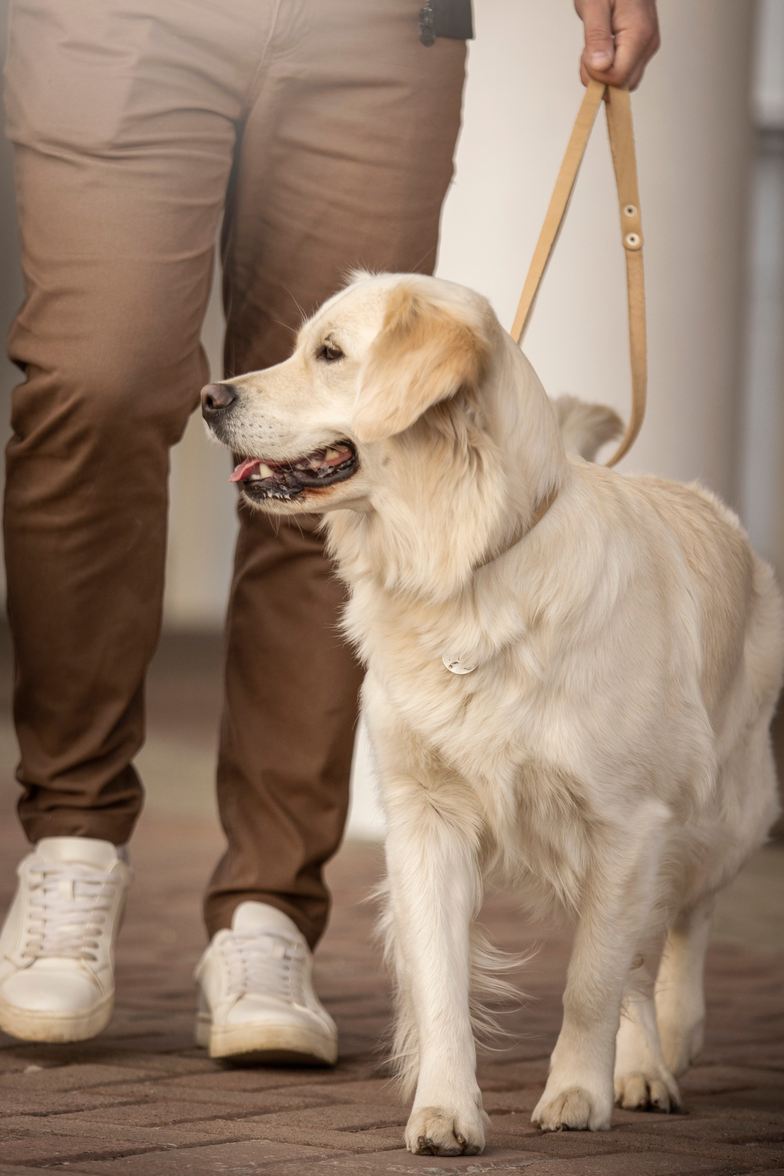 Молли и ее семья. Фотограф — Анималист | Санкт-Петербург