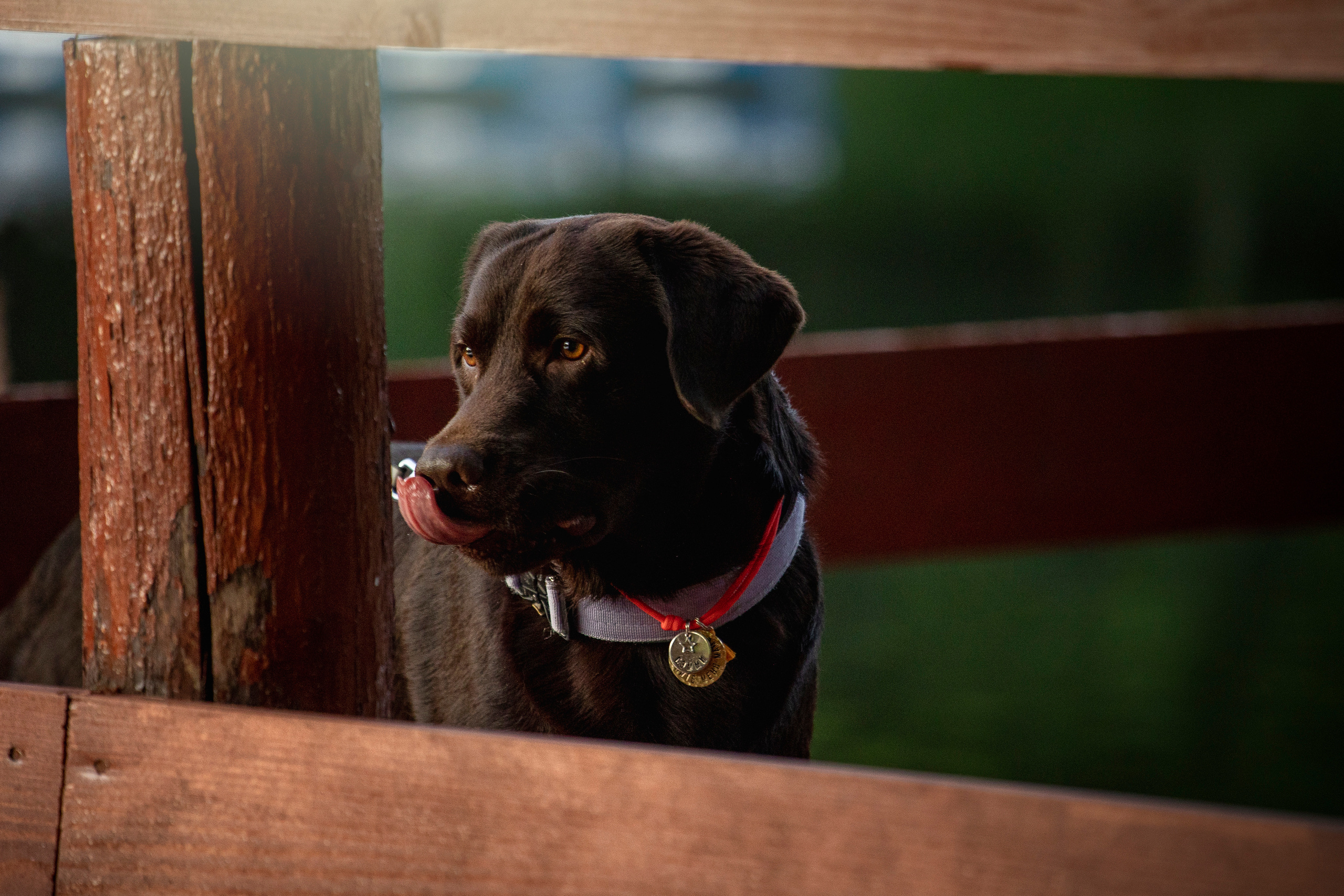 Арина и Сэмми. Фотограф — Анималист | Санкт-Петербург