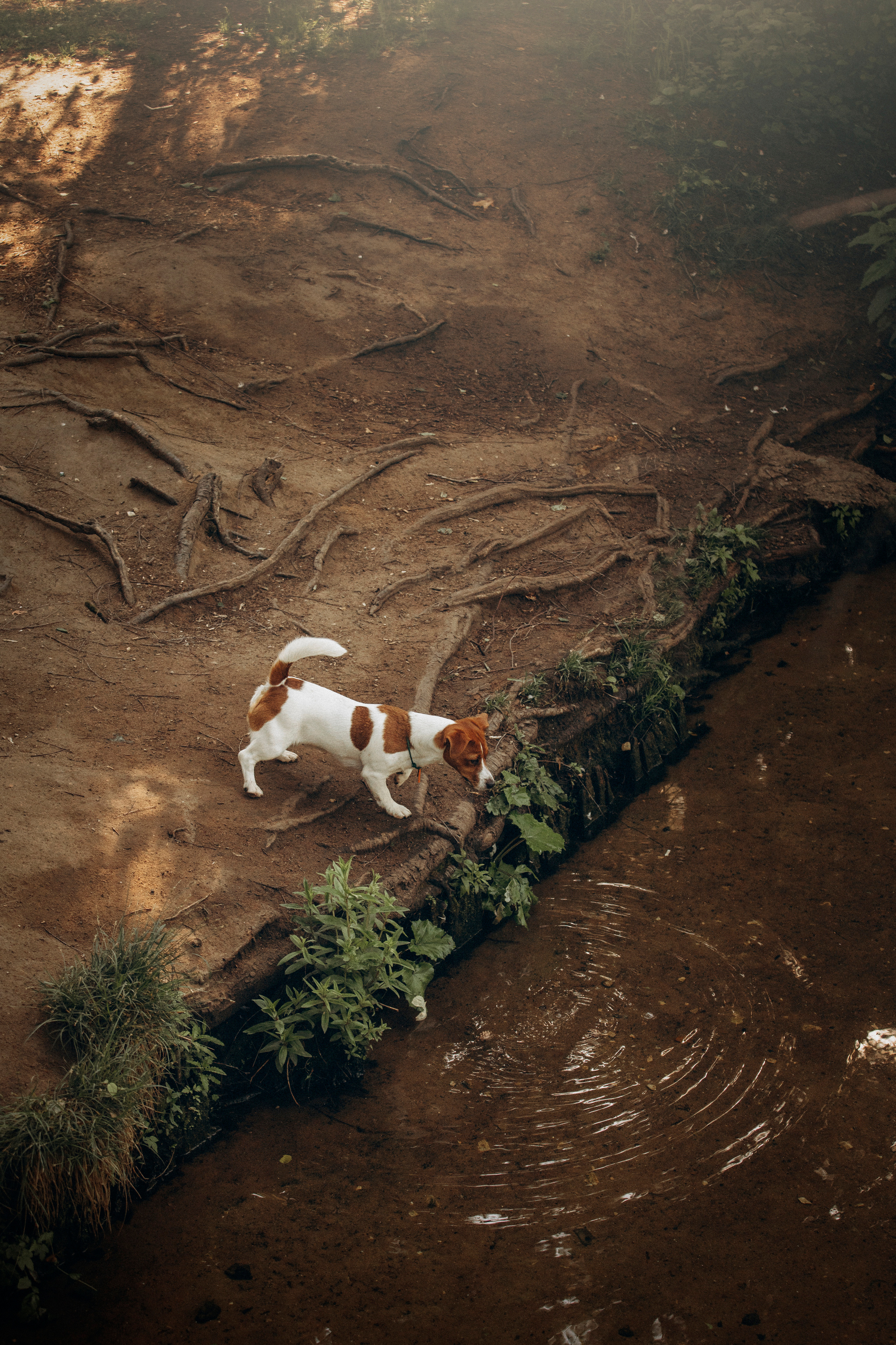 Наташа и Мерси. Фотограф — Анималист | Санкт-Петербург