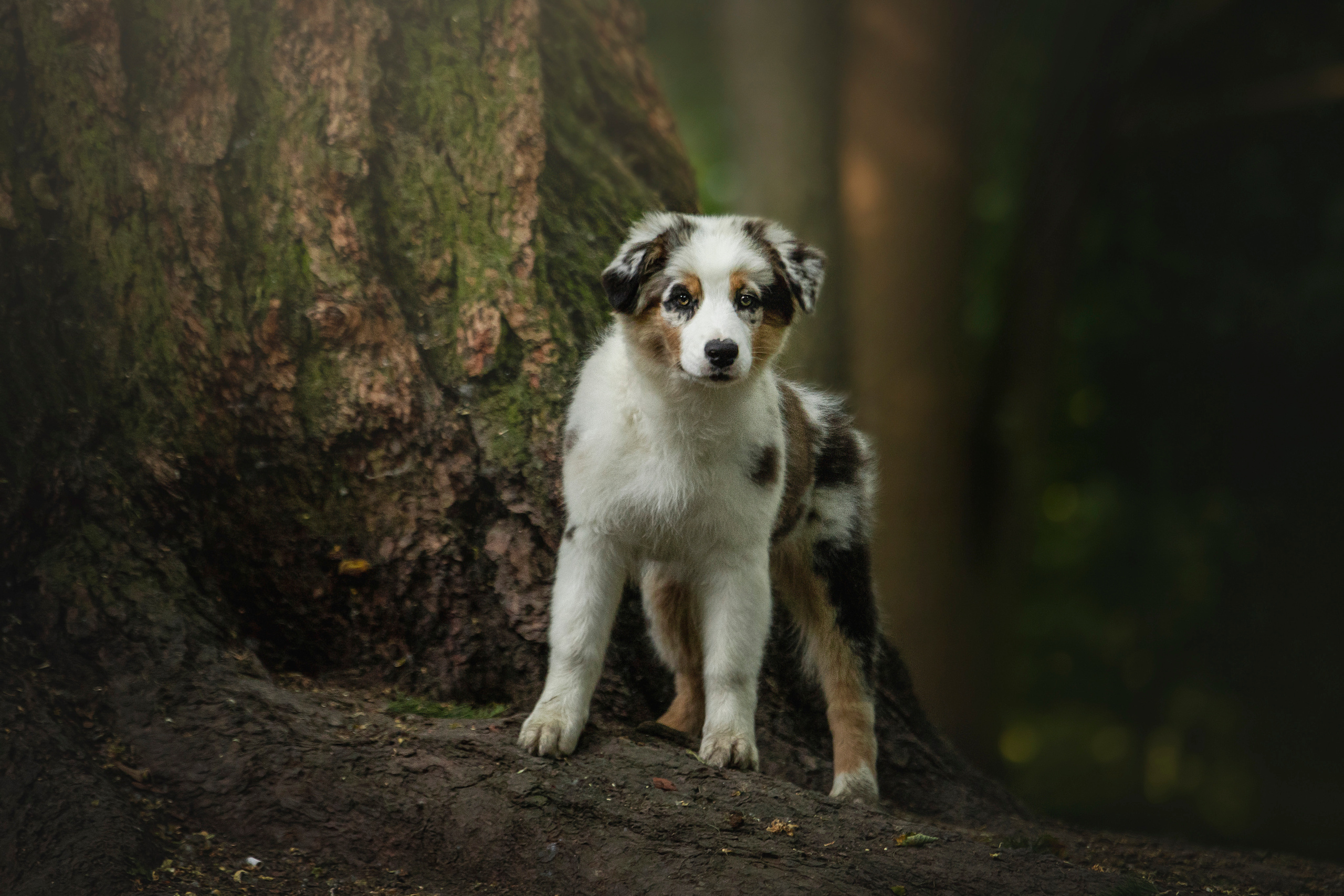 Ирина и Кайса. Фотограф — Анималист | Санкт-Петербург