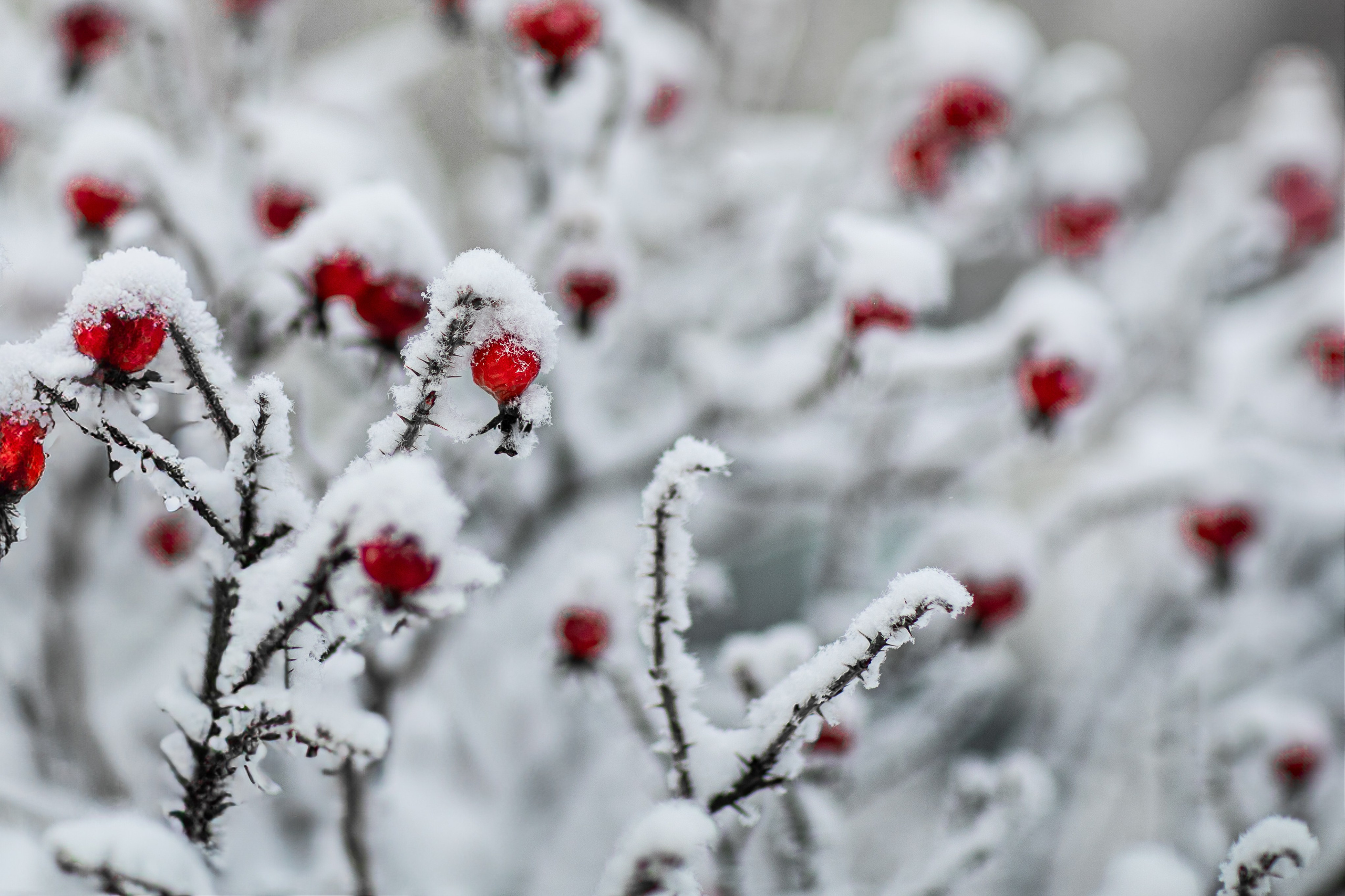 Времена года. Фотограф Елена Вишневская (Ушакова) Нефтеюганск, Сургут, Тюмень
