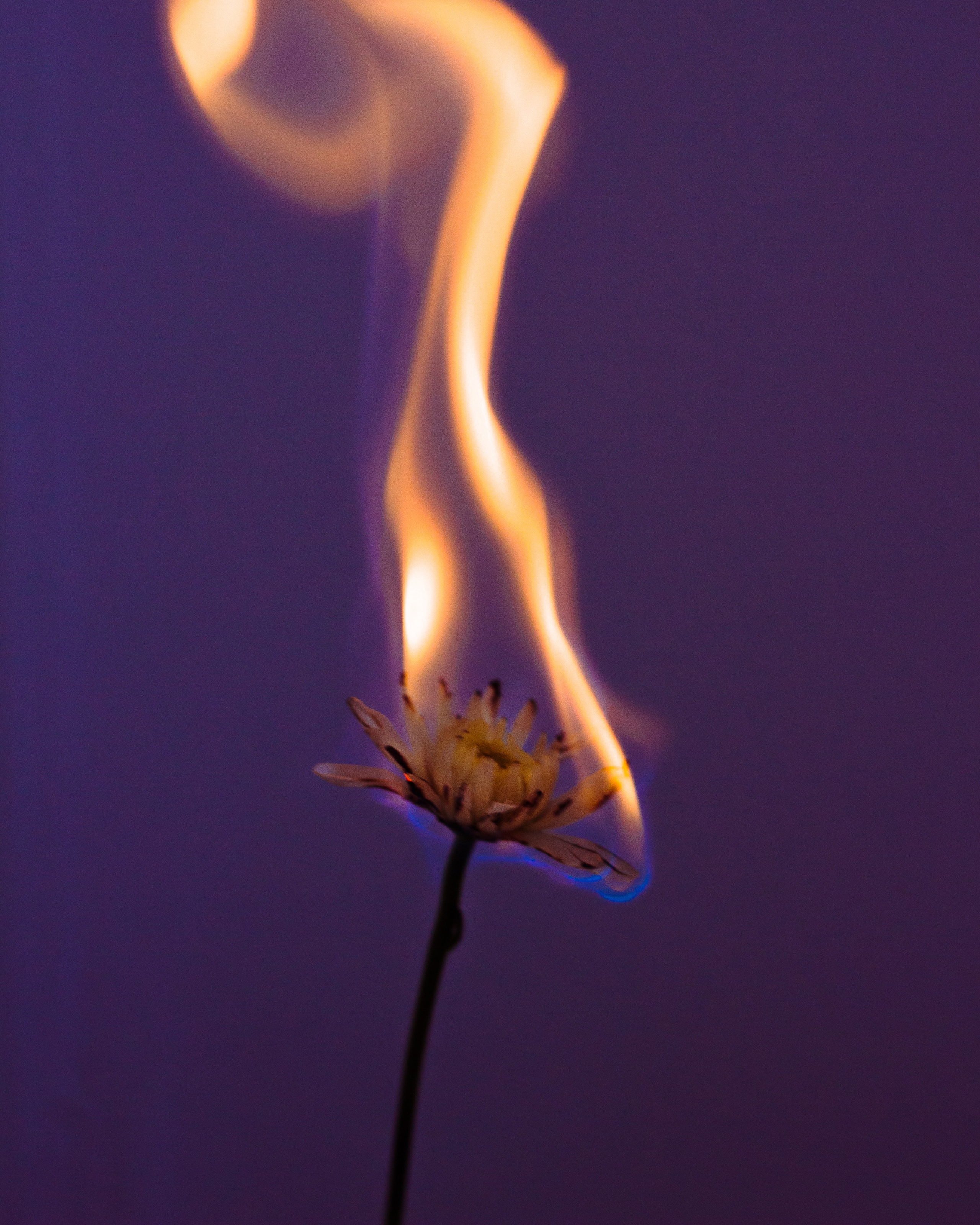 ART. Фотограф Анна Апрельская Москва| Moscow Anna Aprelskaya Photographer