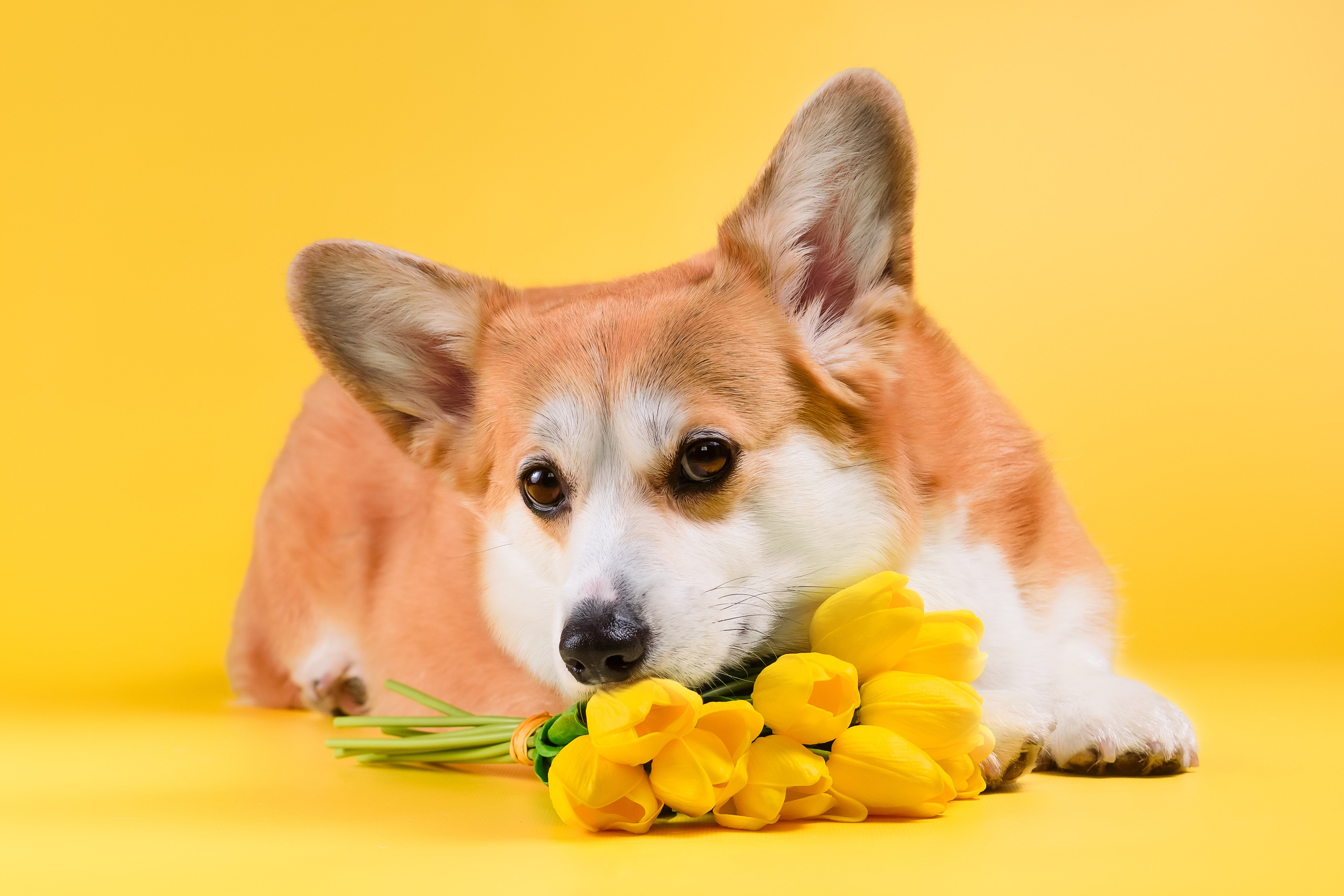 Лея на однотонном фоне. Фотограф — Анималист | Анна Абрамова