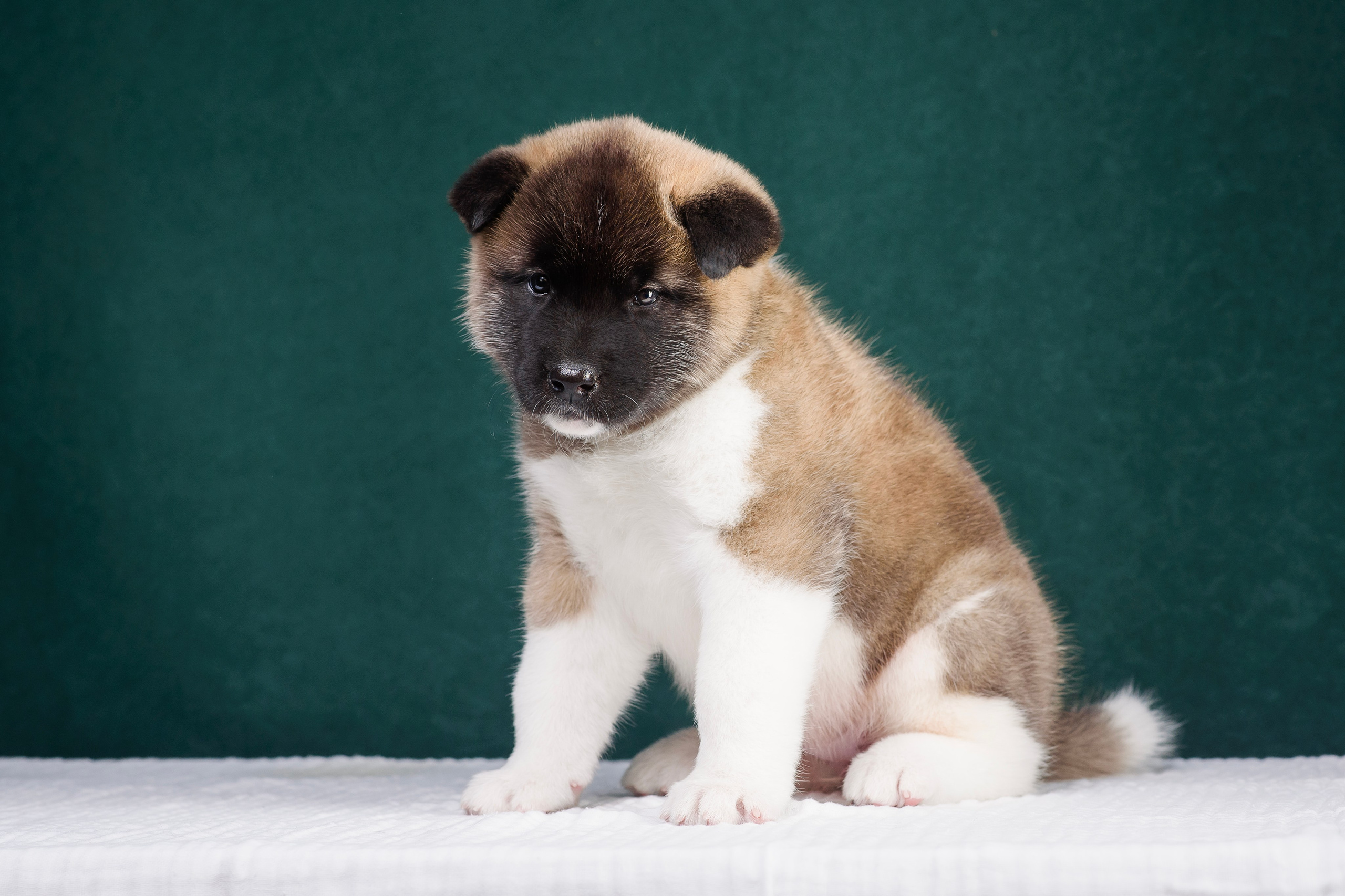 Щенки Американской Акиты. Фотограф — Анималист | Анна Абрамова
