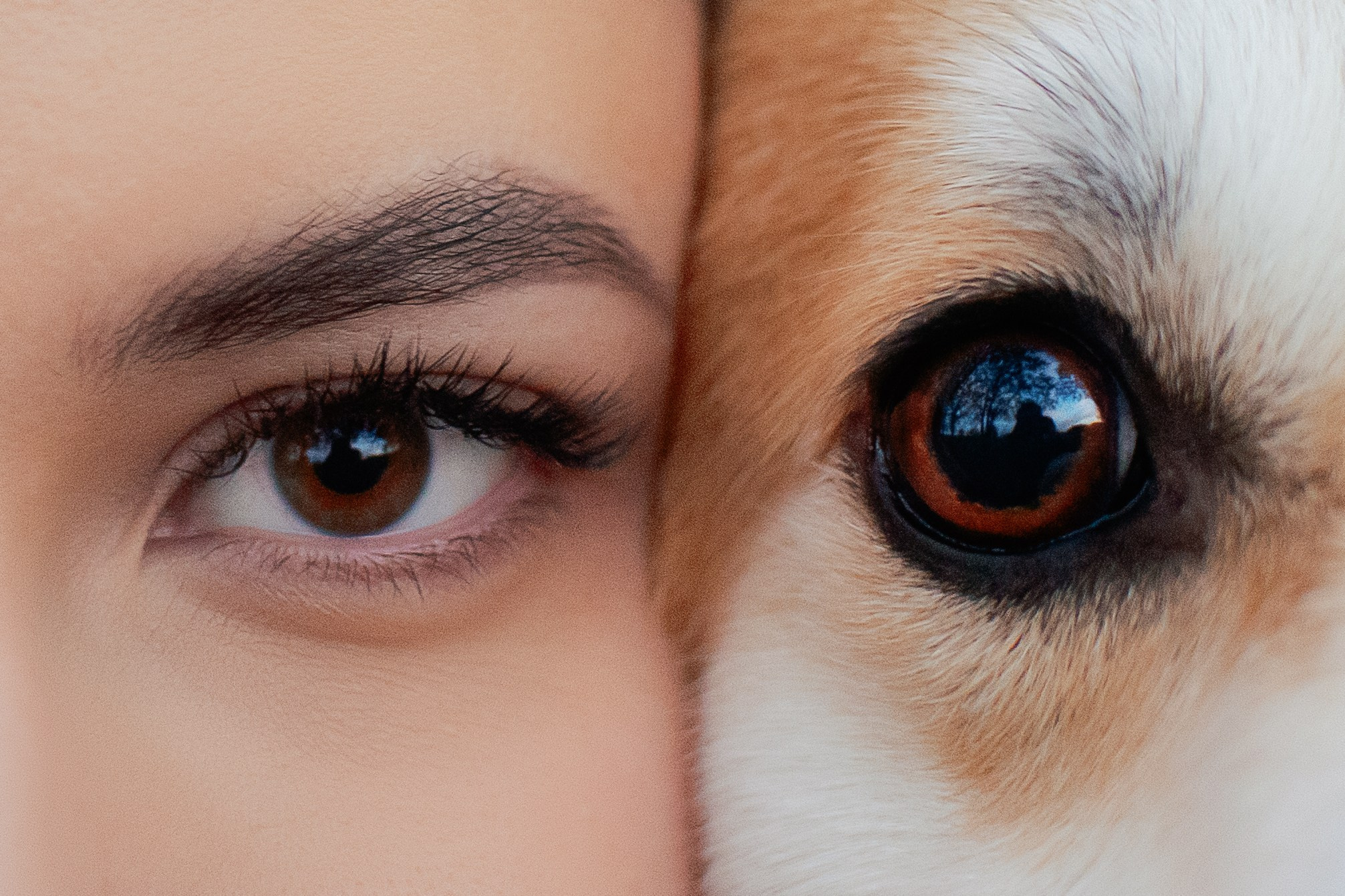 Максим, Надя, Рой и Шелби — 13.10.2024. Фотограф — Анималист | Анна Абрамова