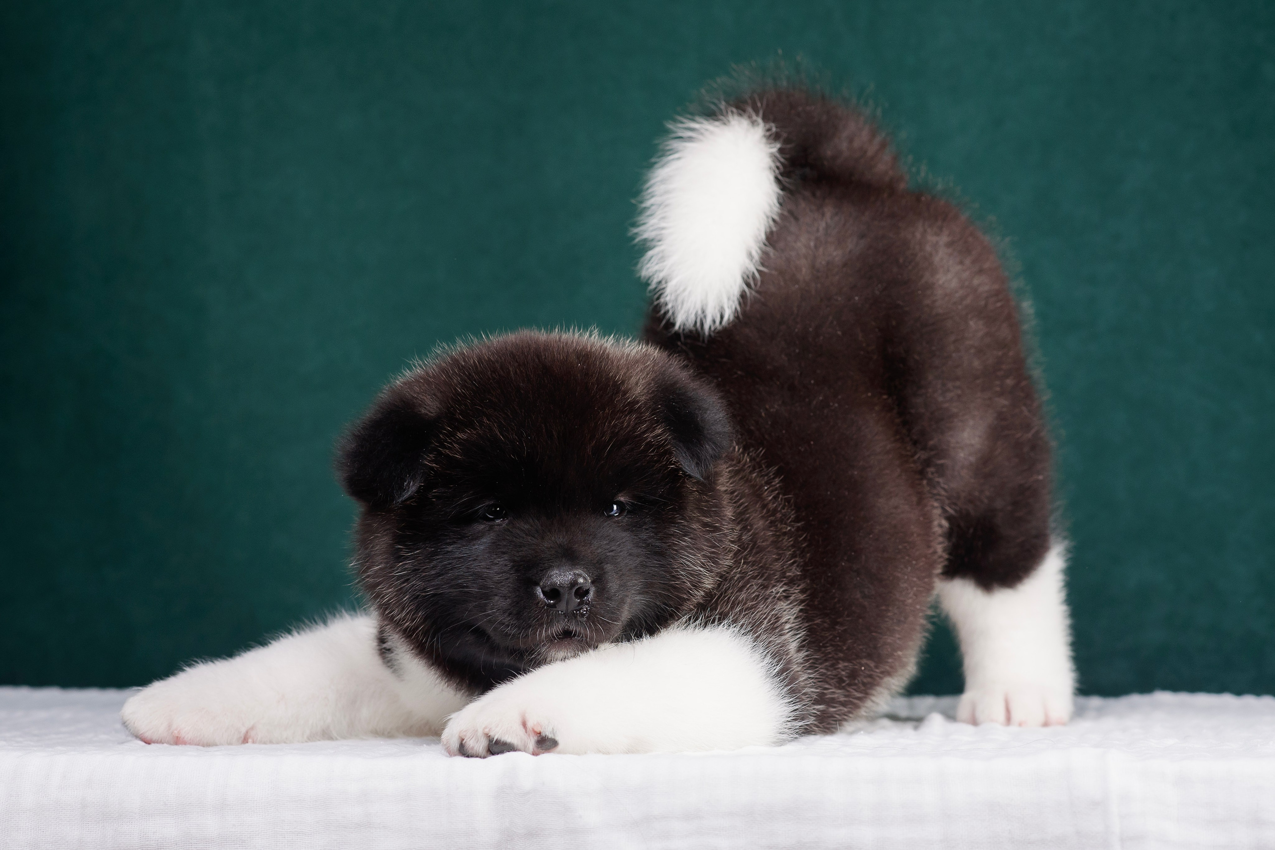 Щенки Американской Акиты. Фотограф — Анималист | Анна Абрамова