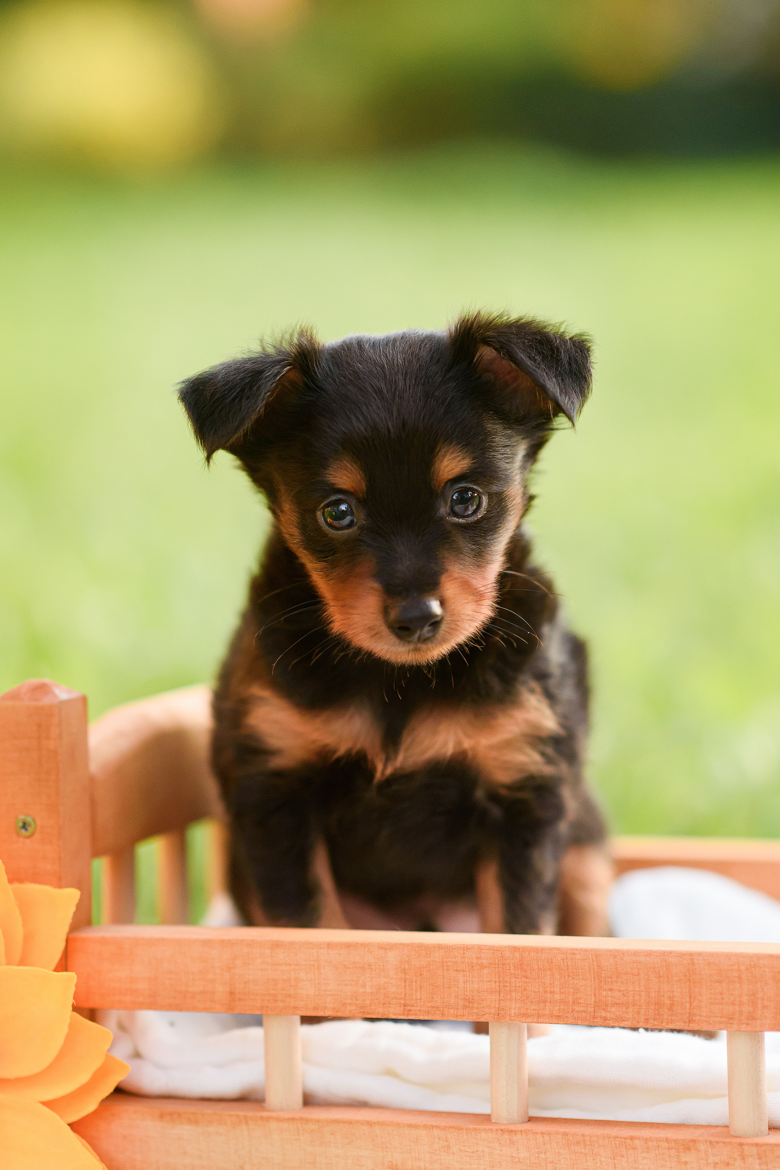 Щенки Пражских крысариков — 03.08.2024. Фотограф — Анималист | Анна Абрамова
