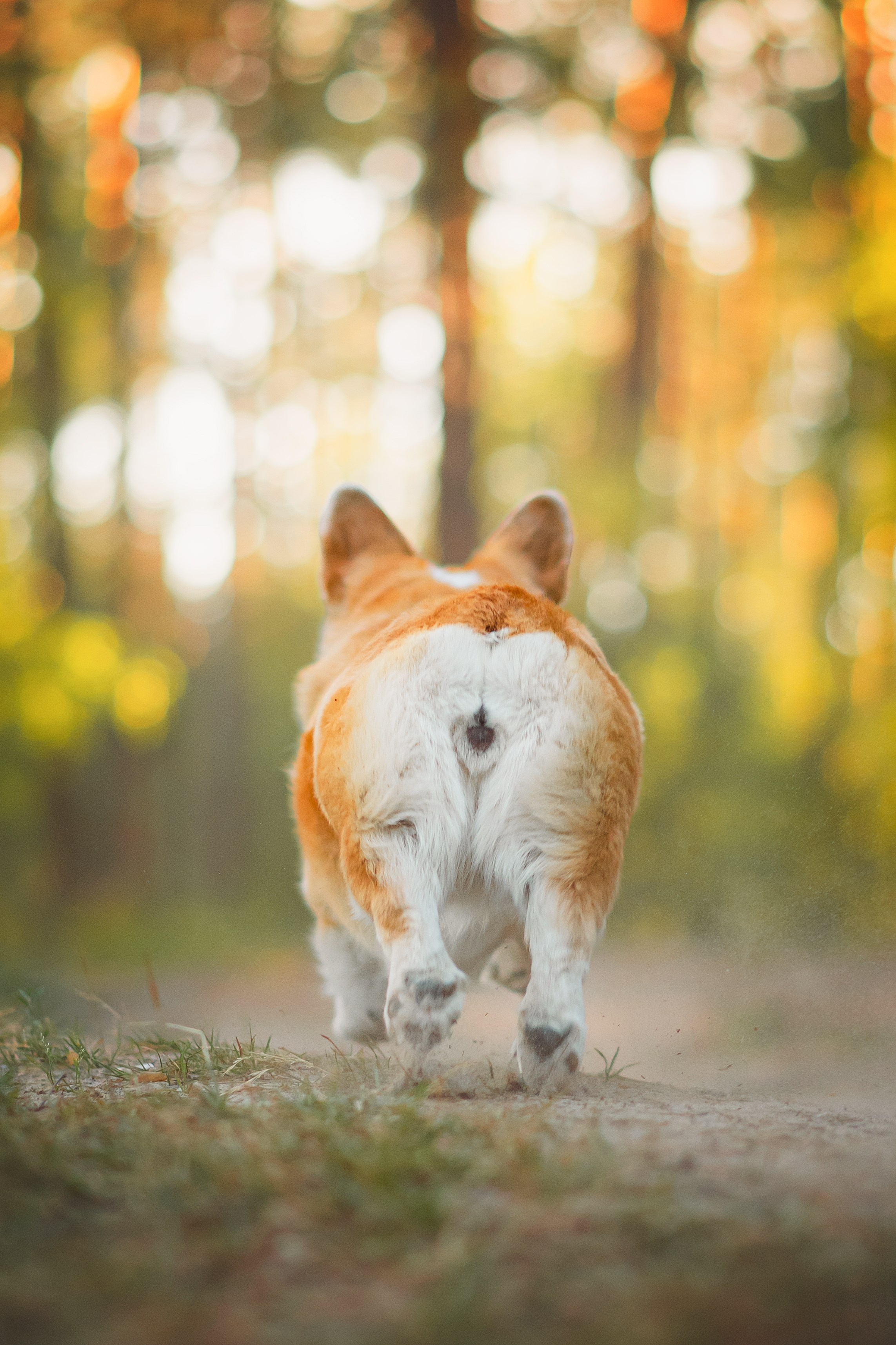 Лесная прогулка — 10.07.2024. Фотограф — Анималист | Анна Абрамова