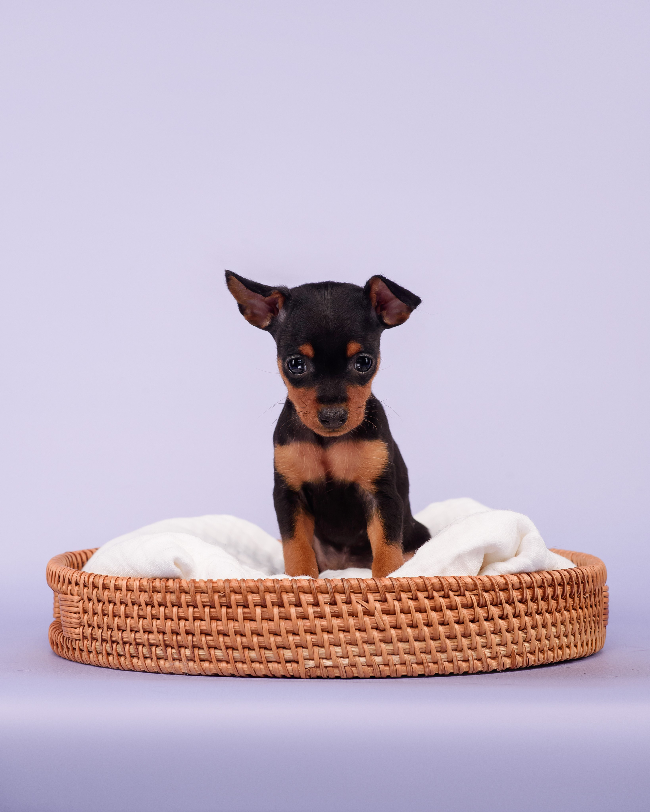 Малыши пражских крысариков — 30.07.2025. Фотограф — Анималист | Анна Абрамова