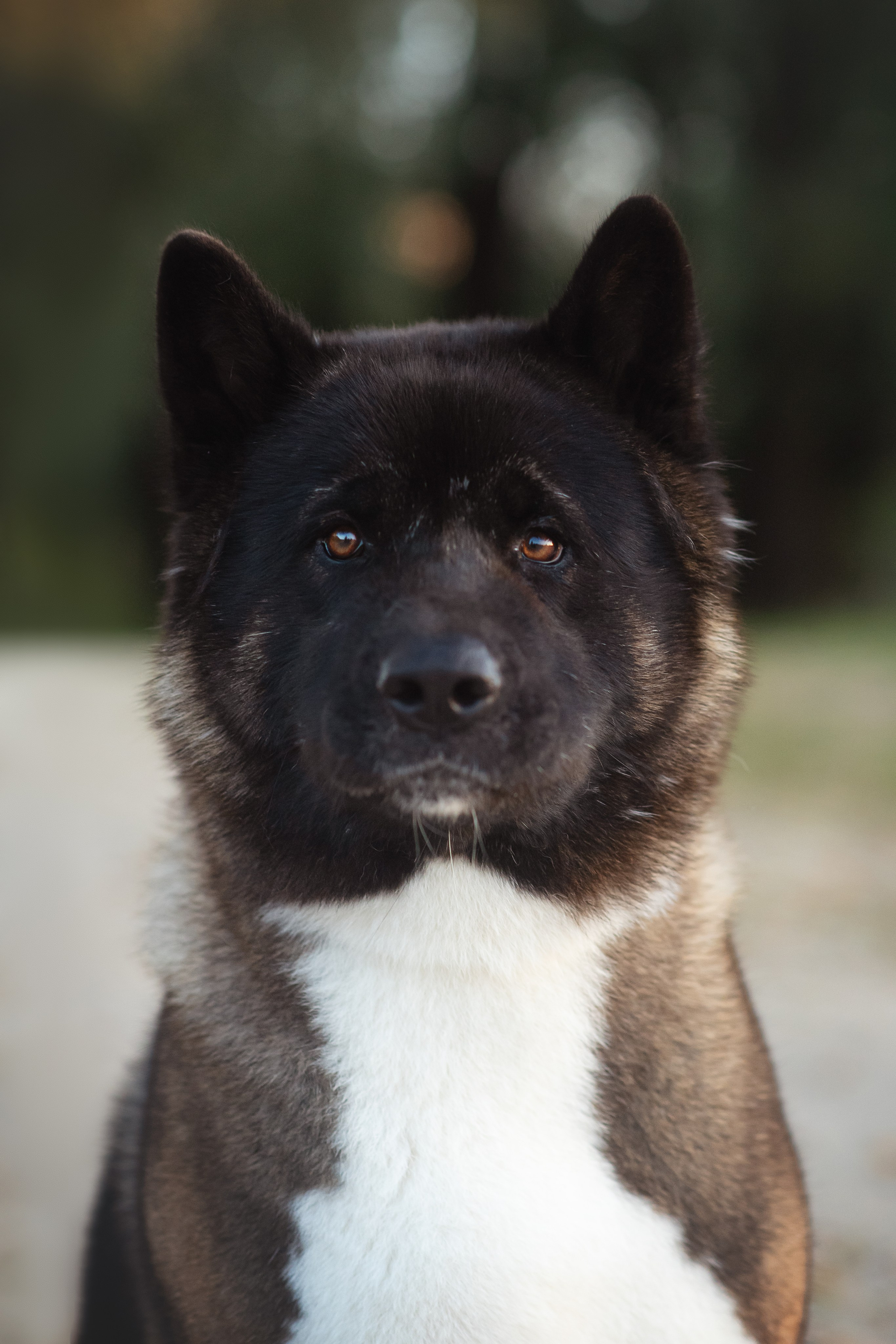 Американская Акита Дива — 16.09.2024. Фотограф — Анималист | Анна Абрамова