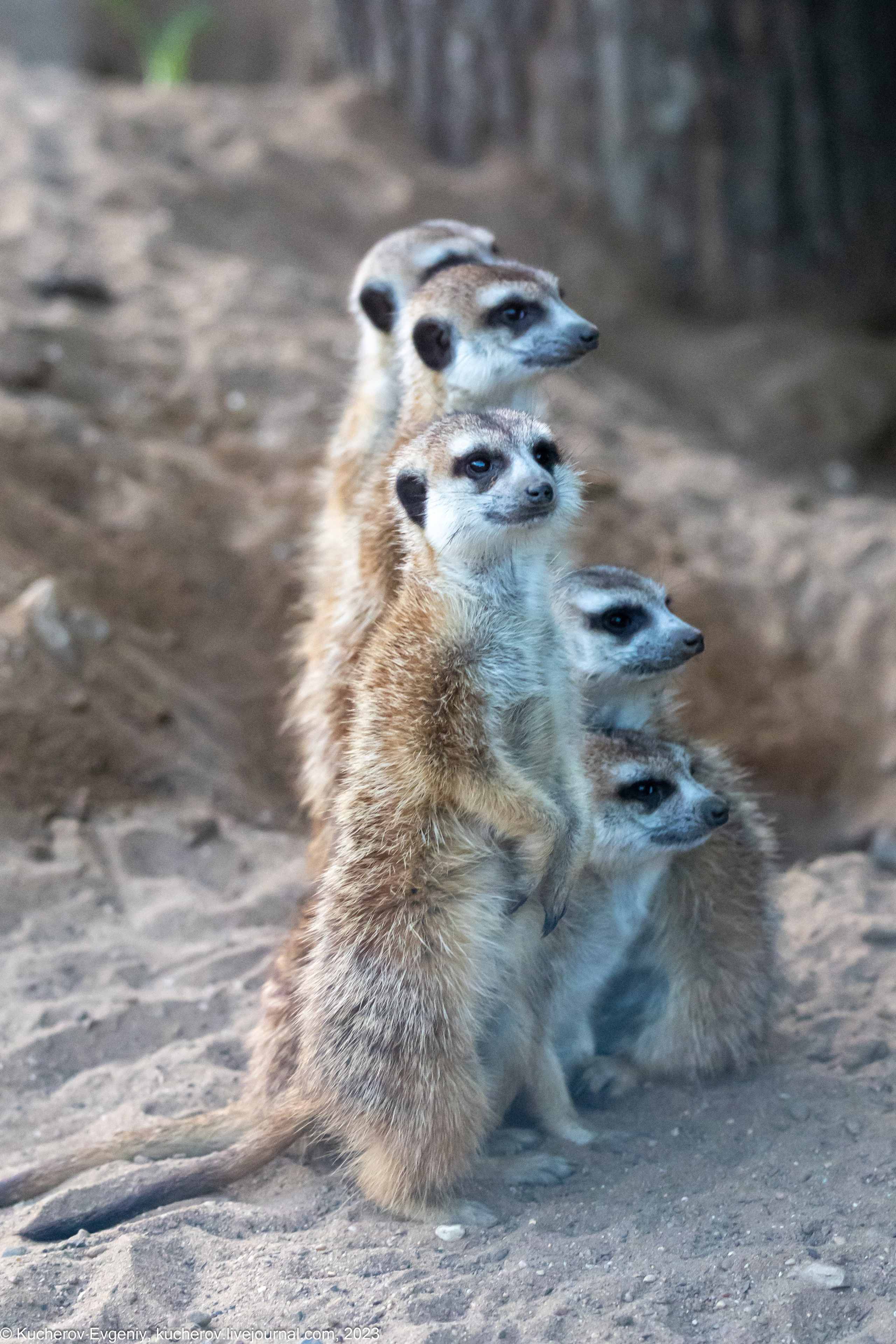 Сурикаты. Кучеров Евгений. Фотограф