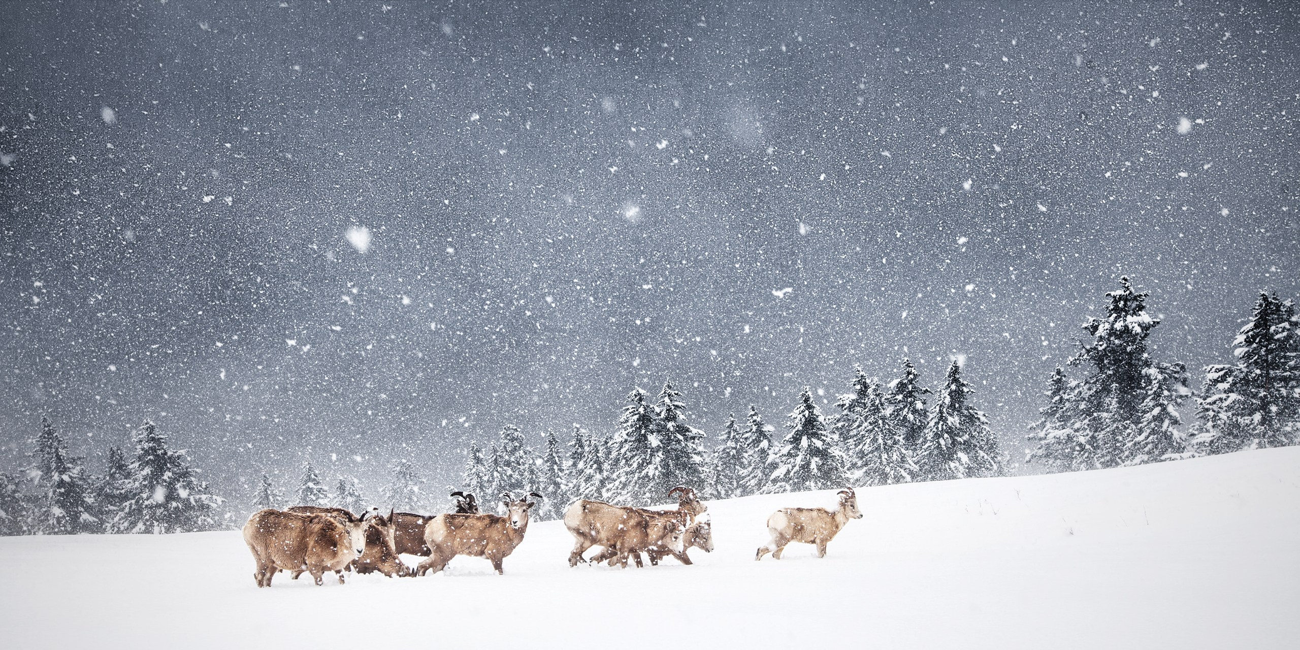 Фотограф Владимир Медведев
