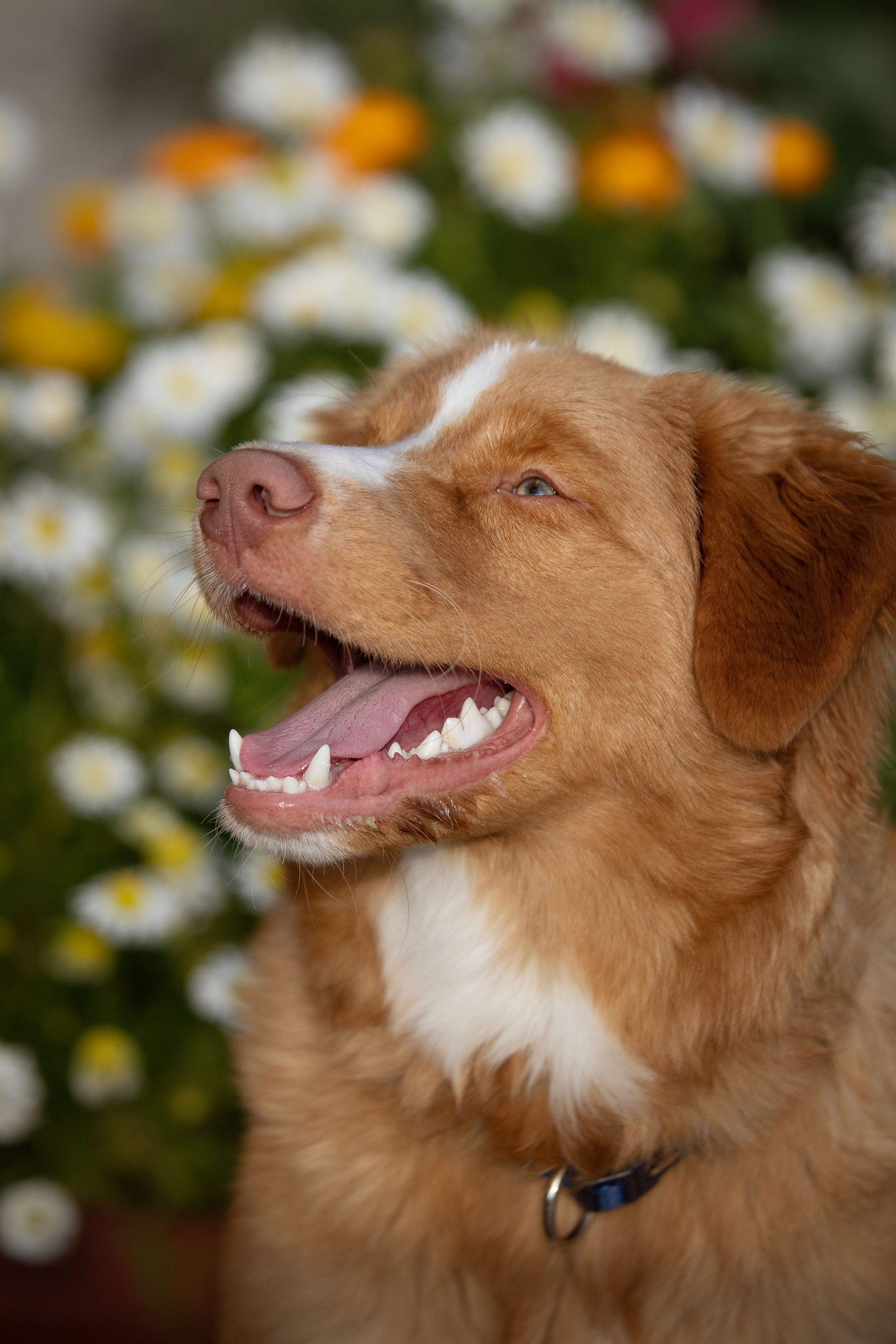 Новошотландский ретривер. Юлия Микульская. Рыбинск