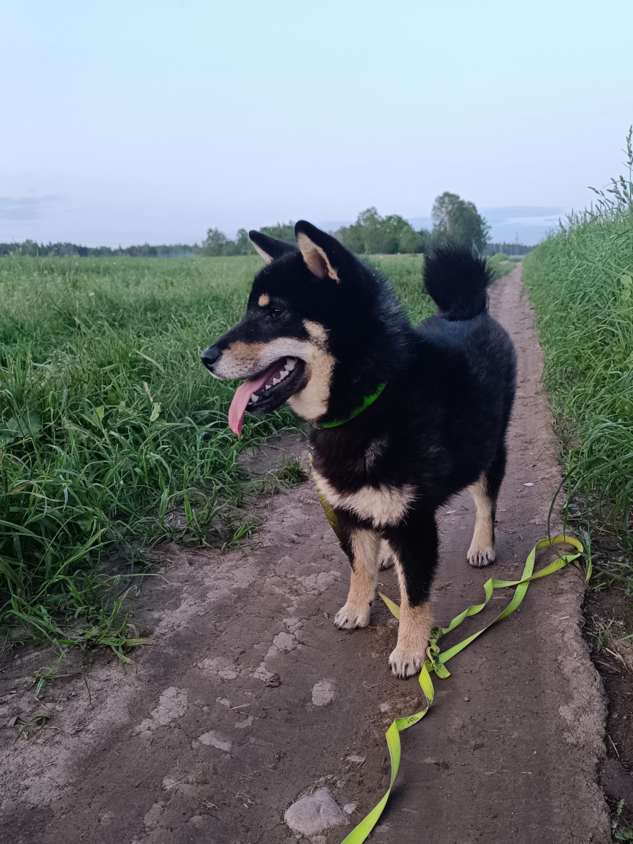 Тáту * Exceligmos Tatsu. Американская акита I Сиба ину I Питомник RUBYLIGHT