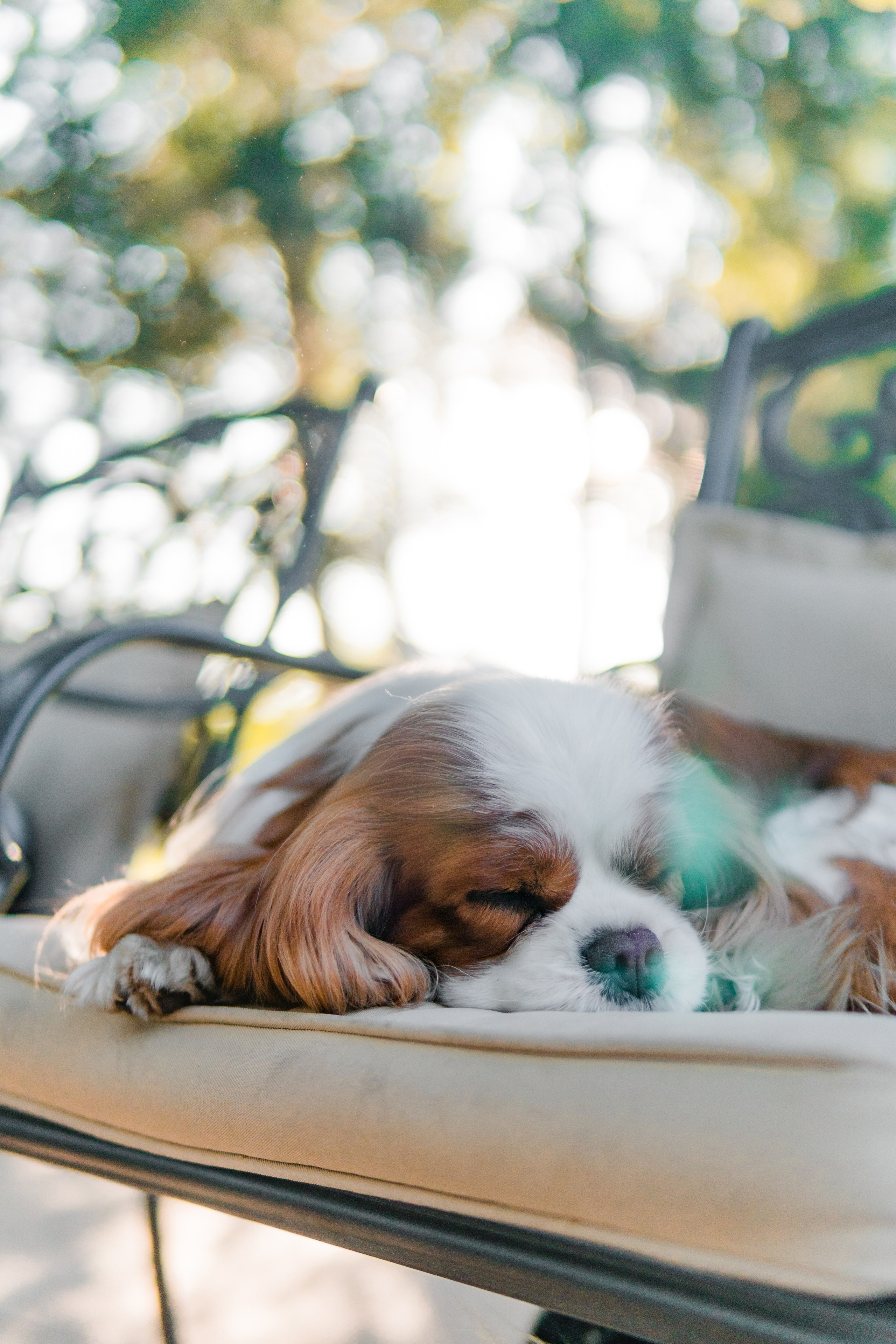 Belle Destino (питомник): майское солнышко. Портретный и репортажный фотограф в Воронеже: Анастасия Пузикова