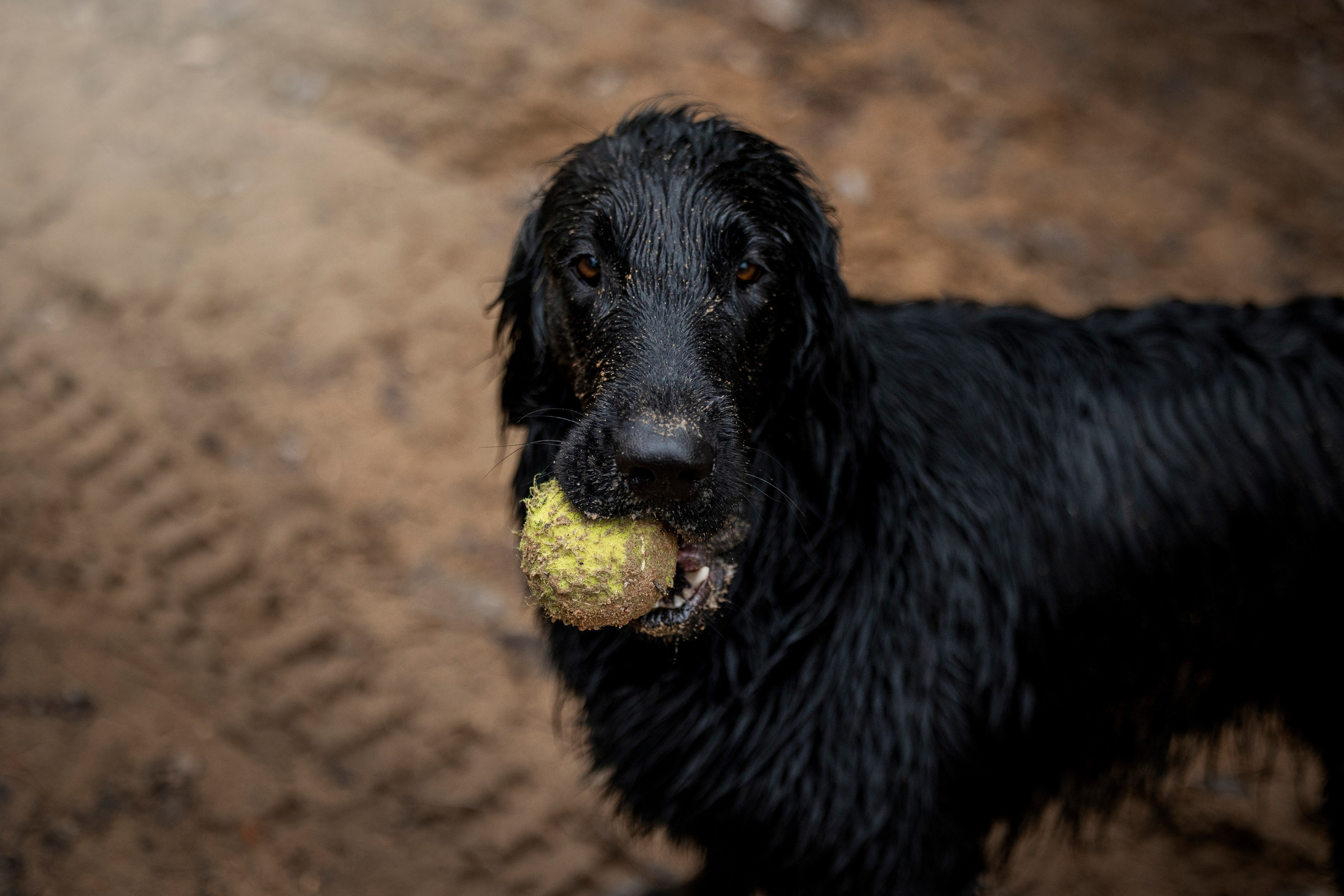 Ора, Ева, Рози и их семья. Фотограф — Анималист | Санкт-Петербург